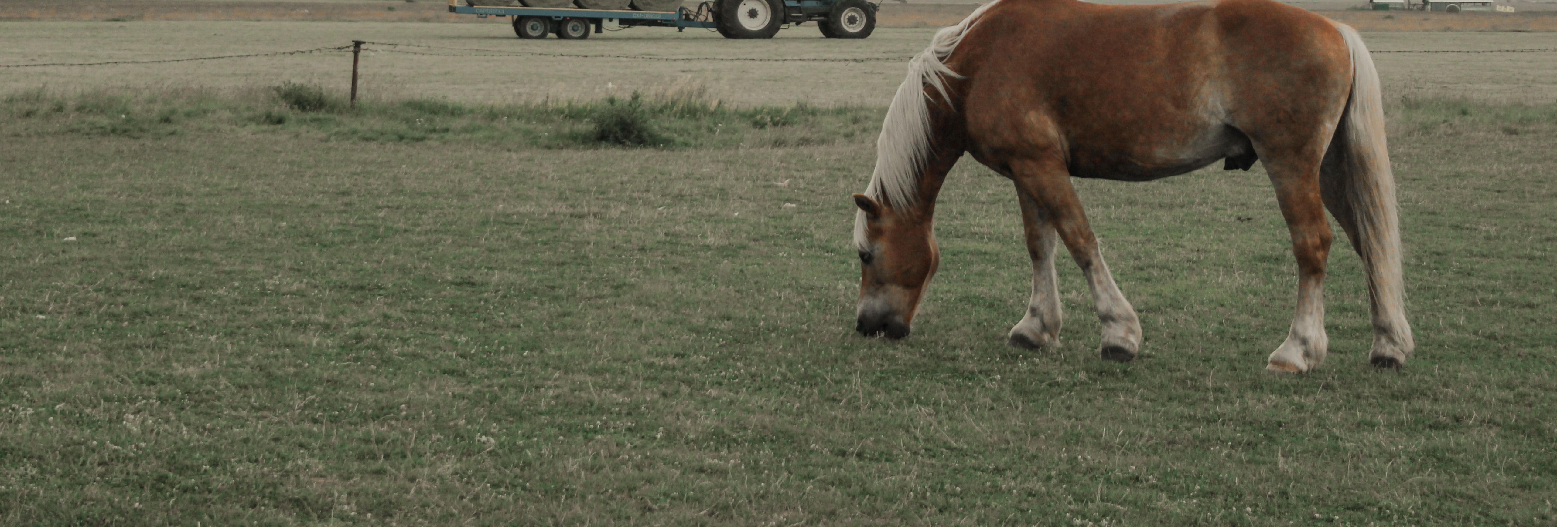 Why Texans Are Ditching Small Horse Farms For 10 Acre Oases - 7rlfmx2