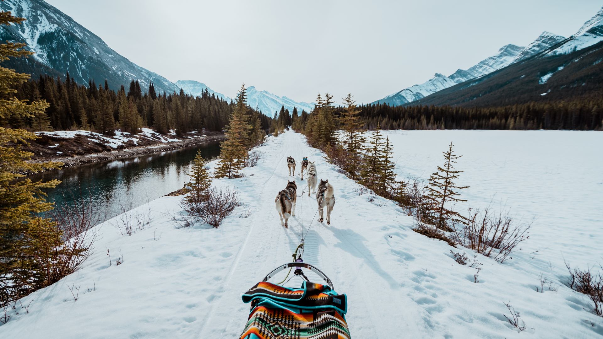 View from a sled a team of dogs is pulling on a snow covered trail beside a river.
