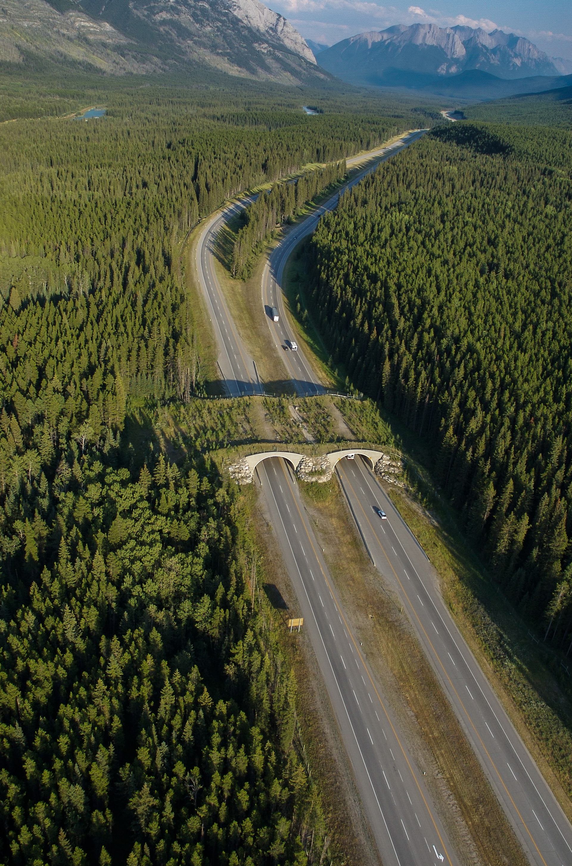 Aerial view of a wildlife overpass in Banff National Park.