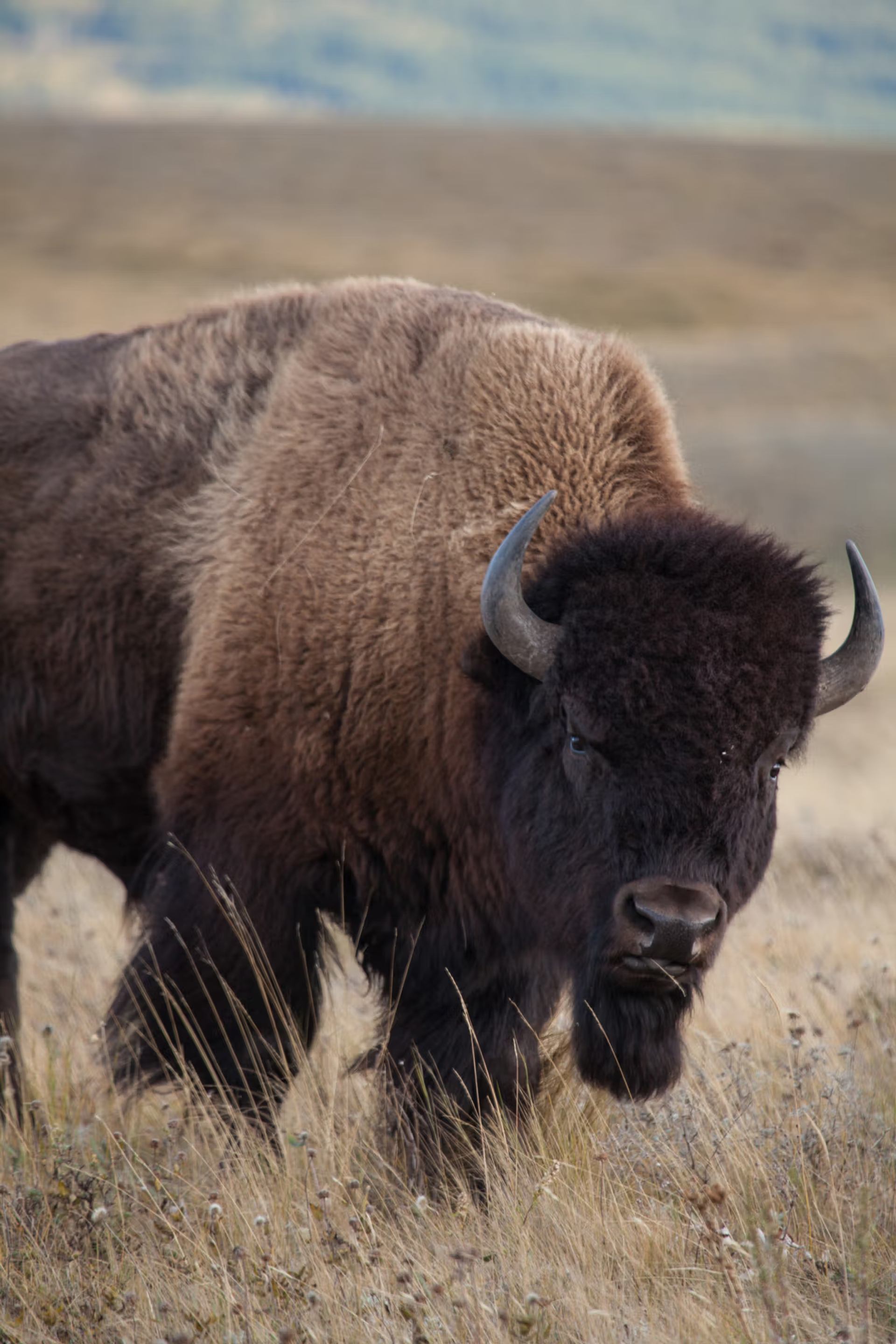 Buffalo in Waterton Lakes National Park in Southern Alberta