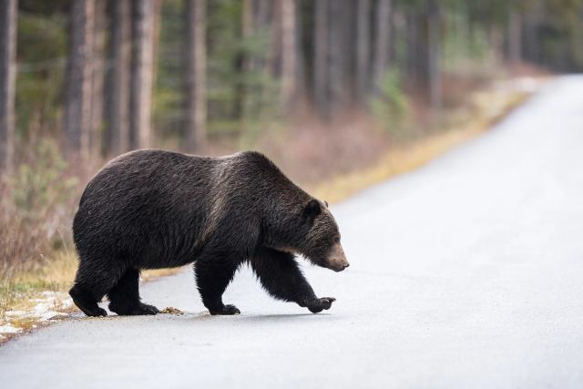 Grizzly bear crossing a road in Banff National Park.
