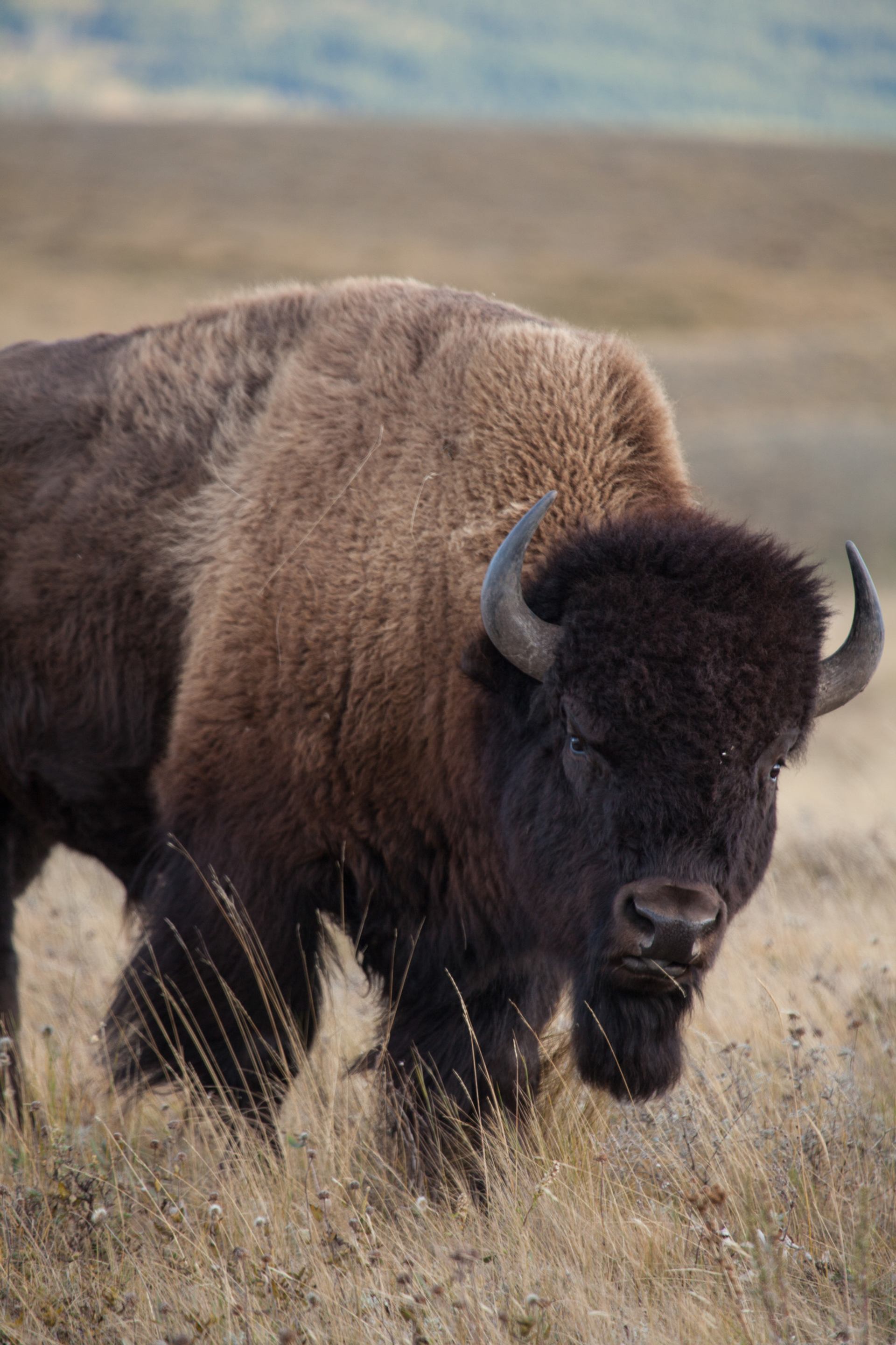 A bison stands in tall gold grass in Waterton Lakes National Park in Southern Alberta.