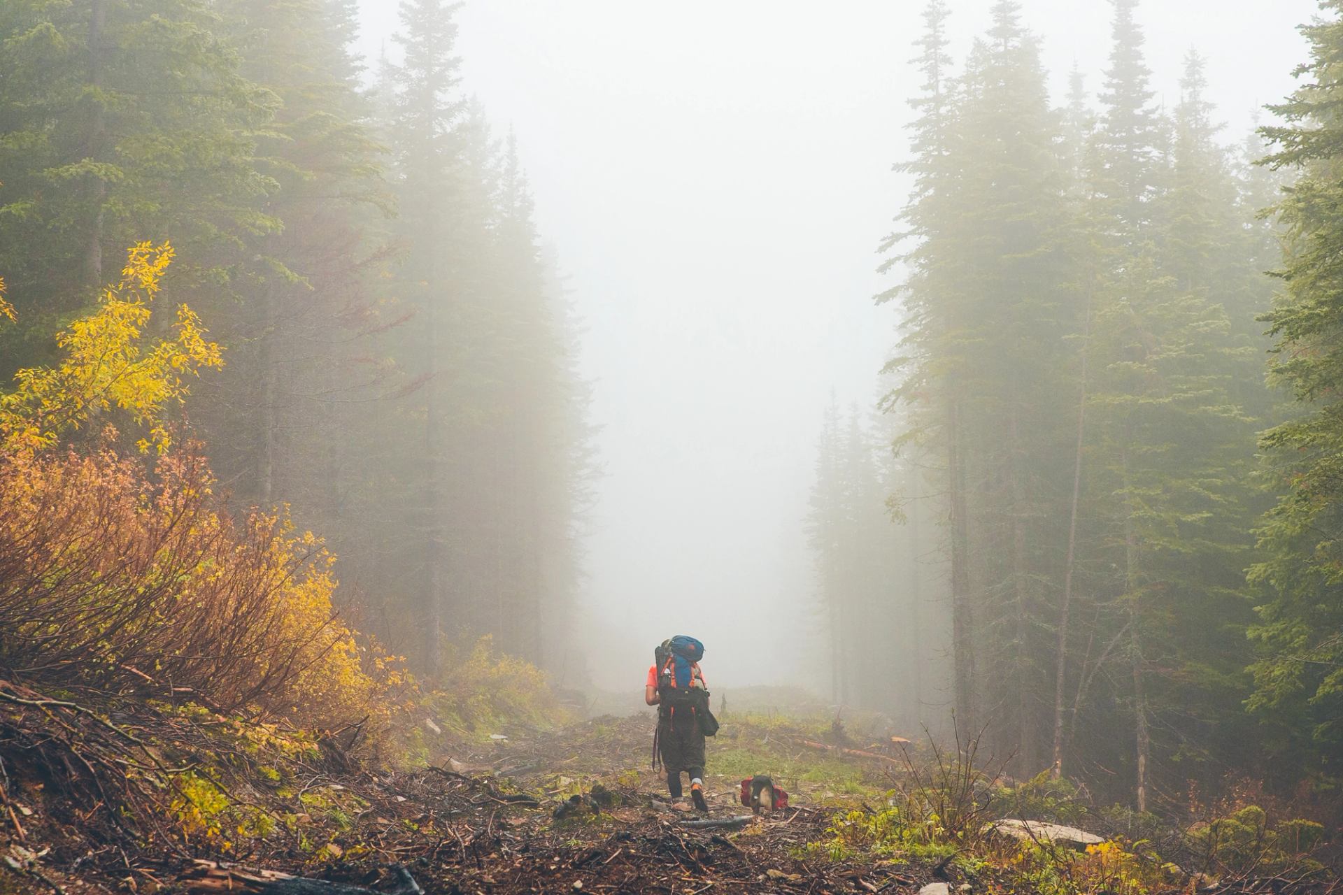 A hiker follows a trail through the trees, surrounded by green and gold foliage.