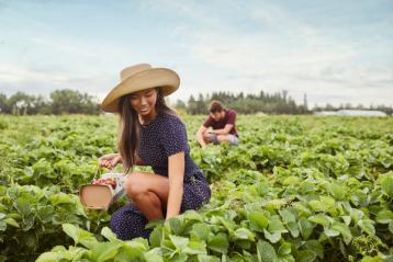 A girl picking strawberries at the Red Deer Jungle Farm's u-pick.