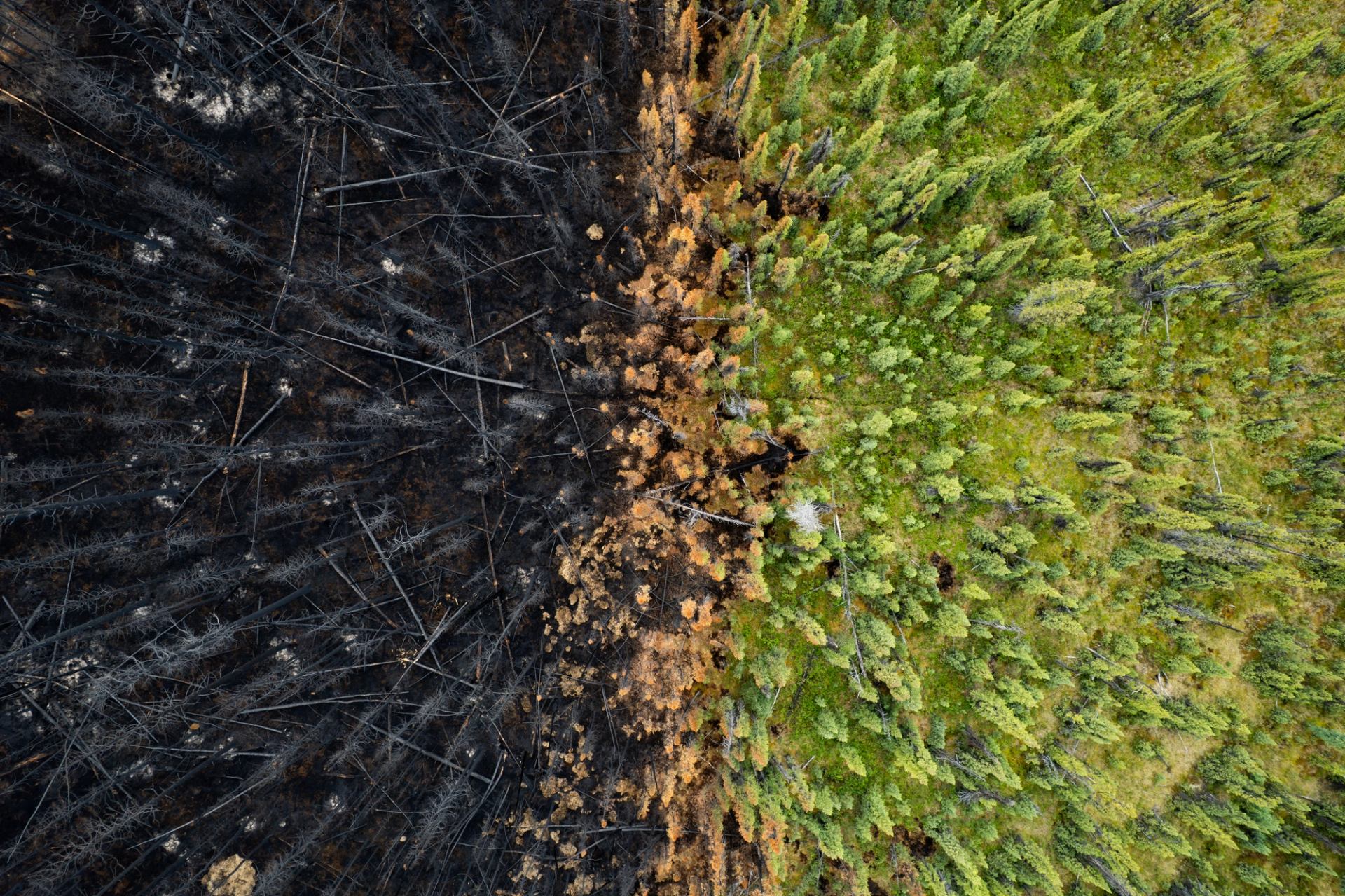 An aerial view showing the contrast of burned and living areas of forest after wildfire.