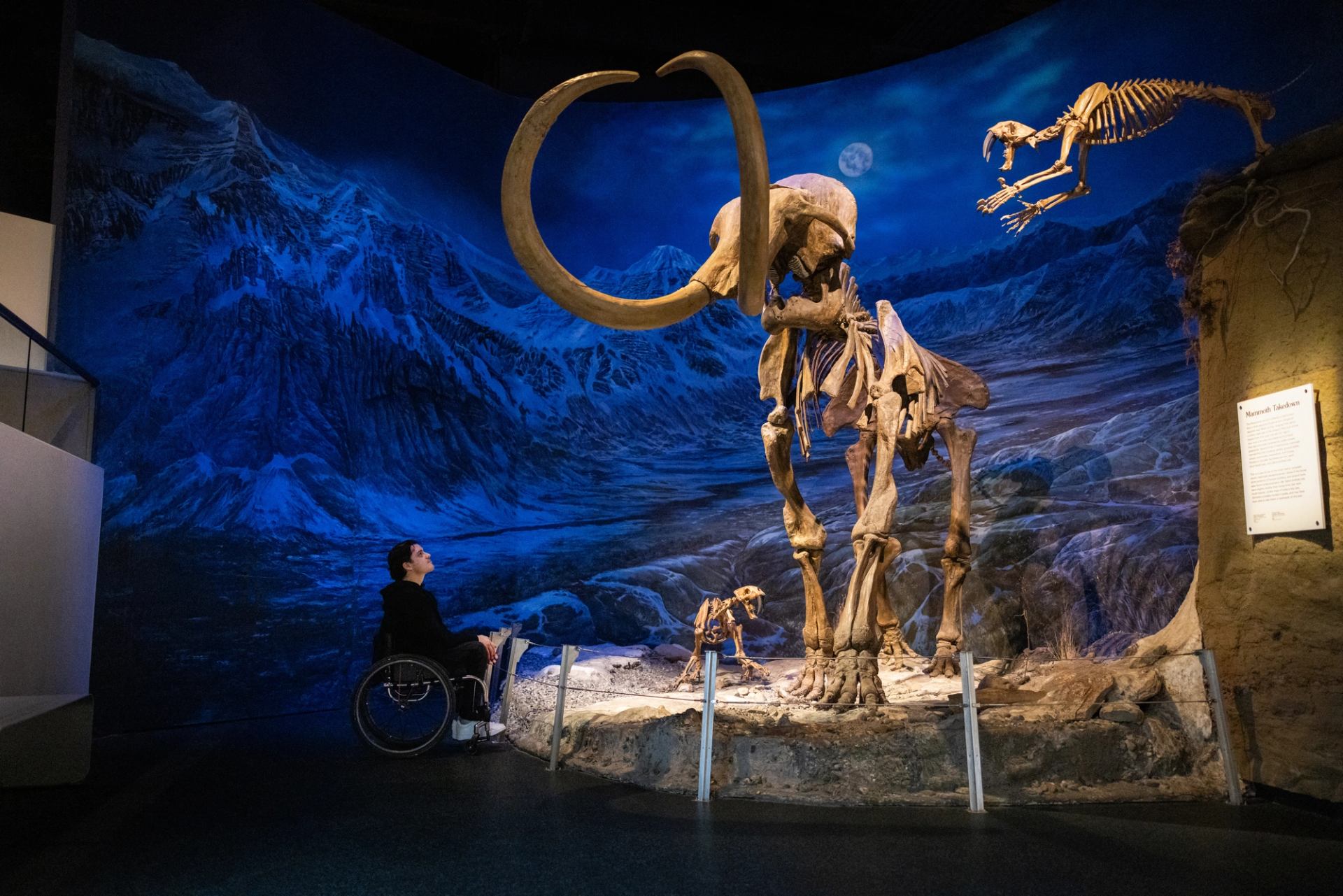 Ryan Straz looking up at a Woolly Mammoth skeleton at the Royal Tyrrell Museum.