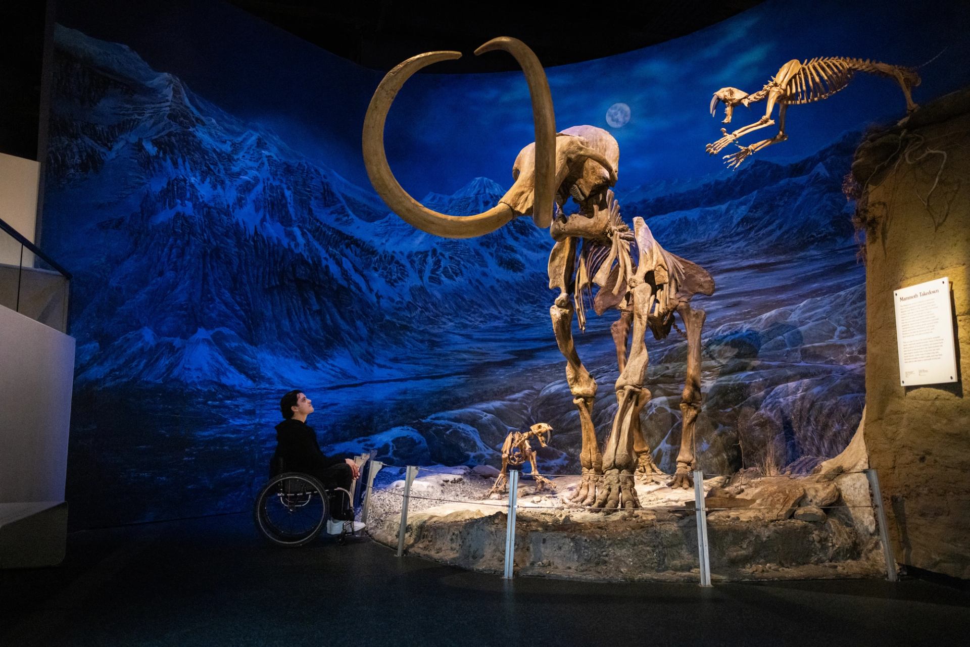 Ryan Straz looking up at a Woolly Mammoth skeleton at the Royal Tyrrell Museum.