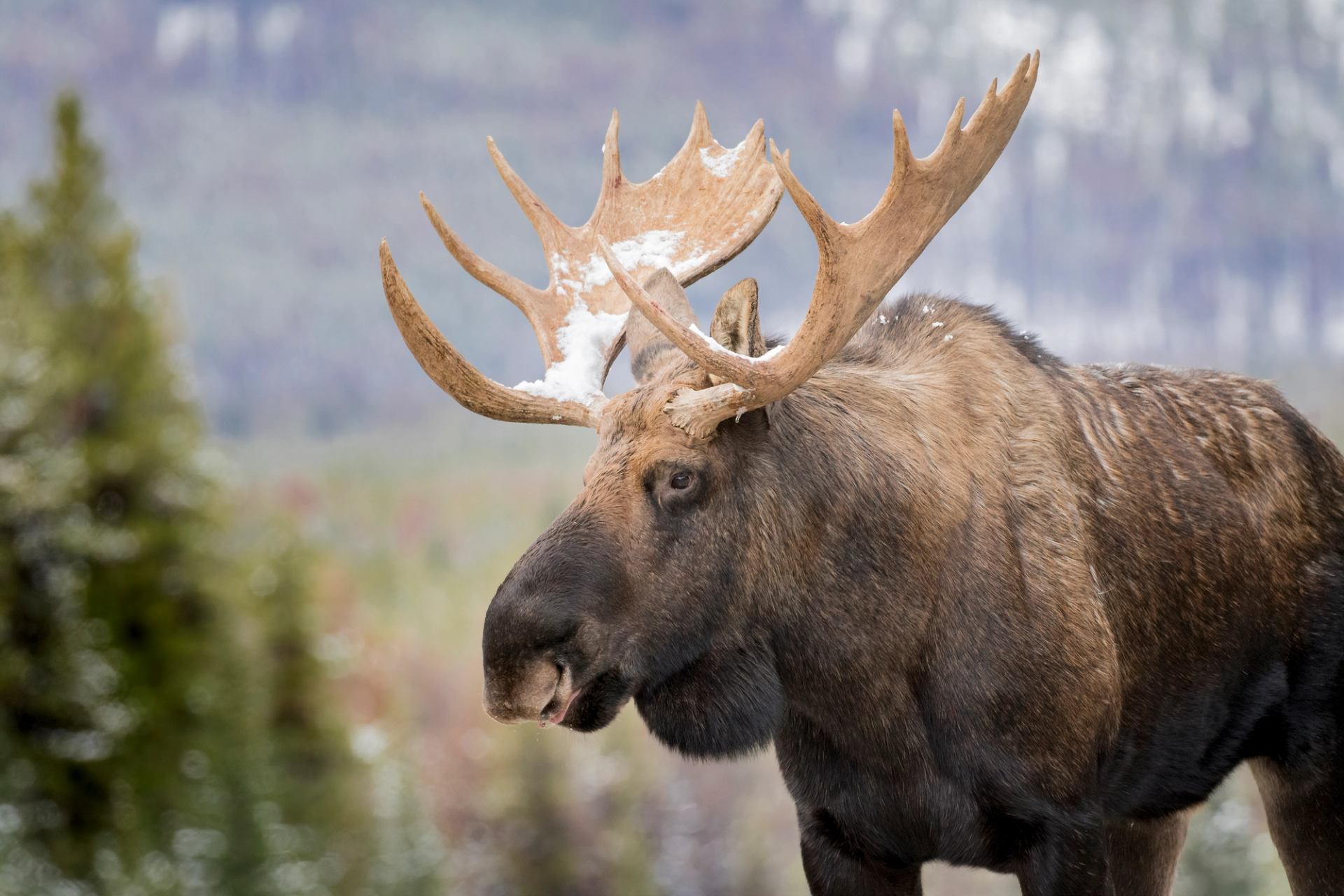 A moose with snow on his antlers in Jasper National Park.