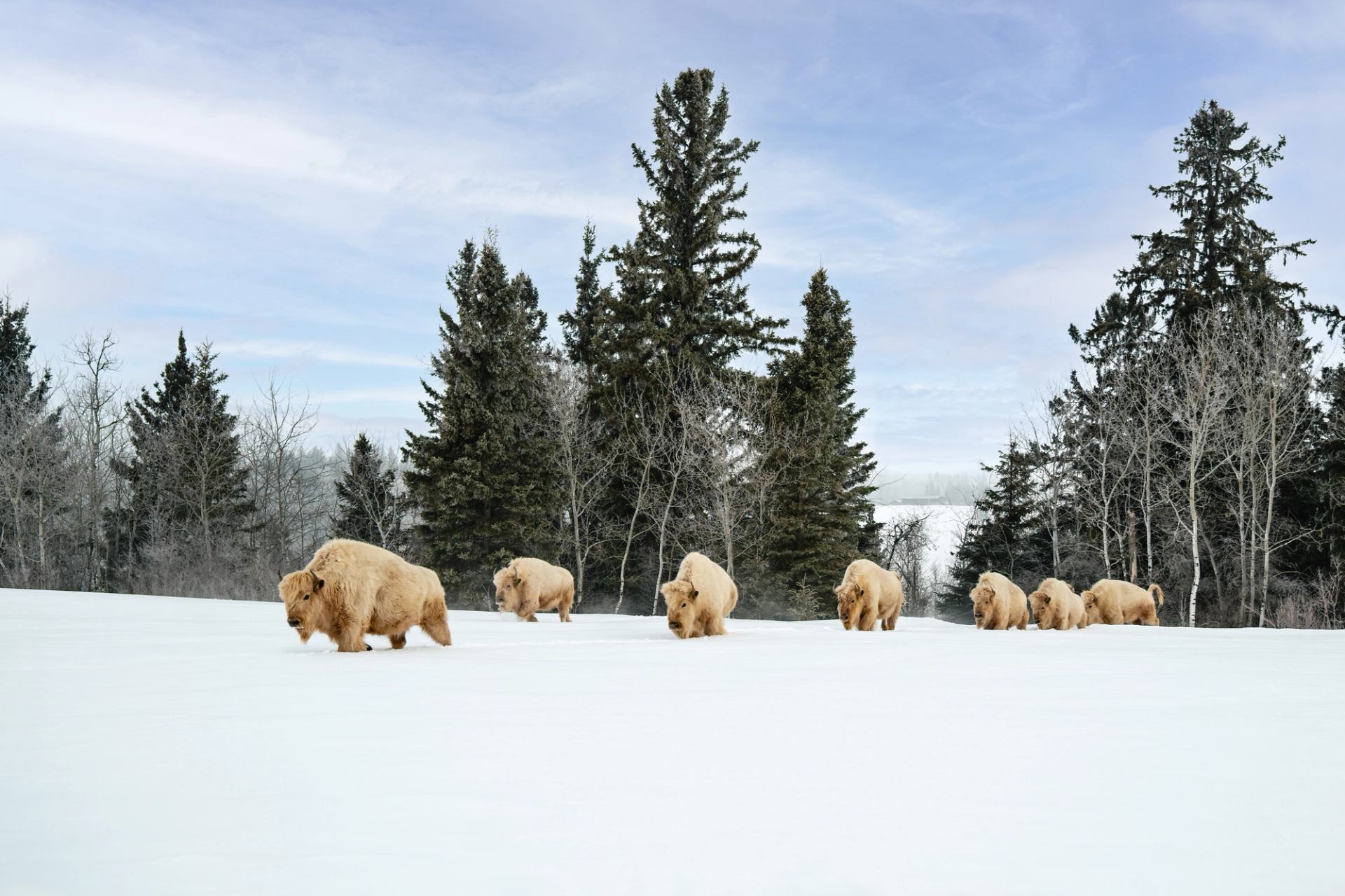 Bison walking through a clearing at Métis Crossing