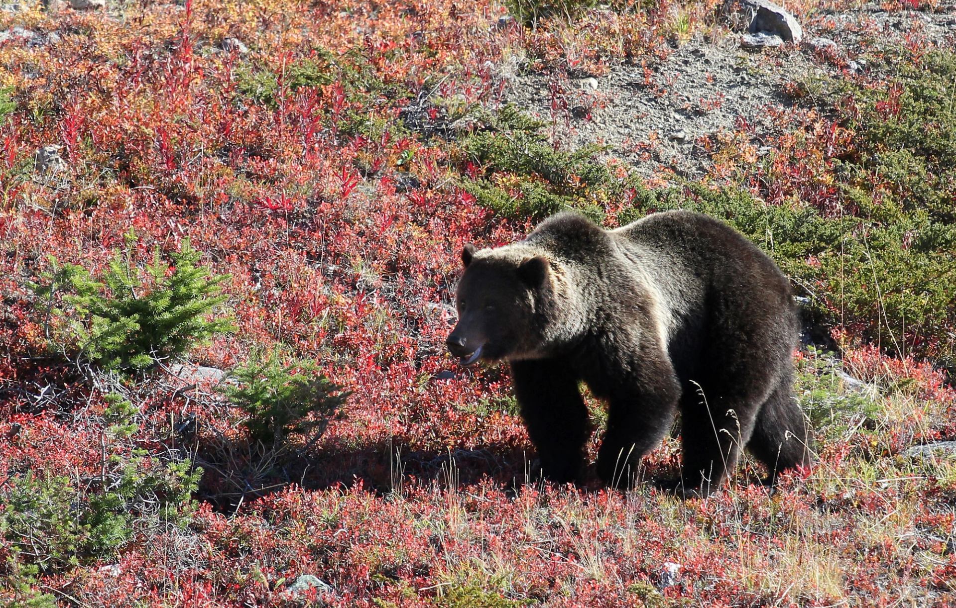 A grizzly bear in Banff National Park