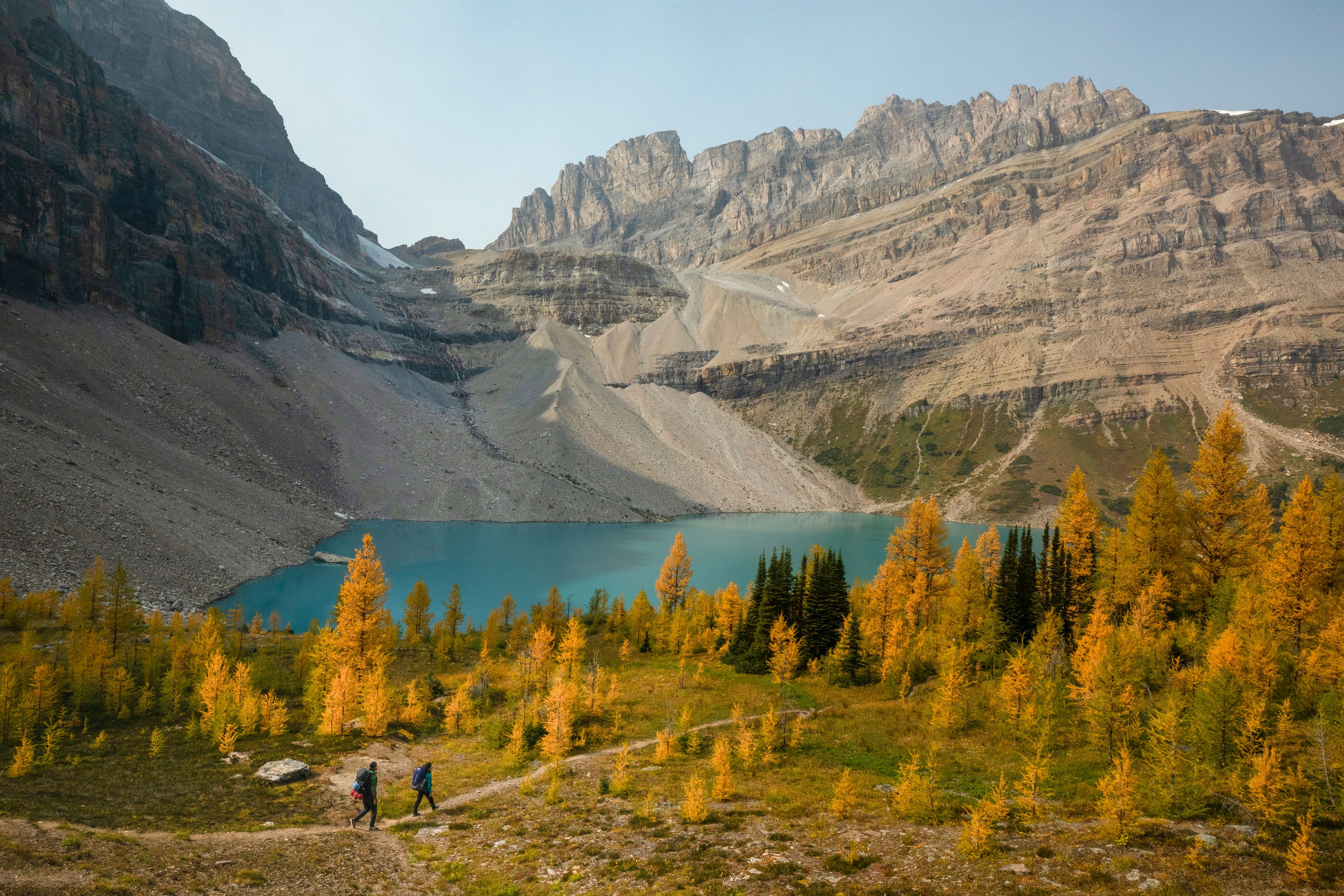 People hike a trail through golden larches near a mountain lake in Banff National Park.