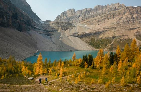 People hike a trail through golden larches near a mountain lake in Banff National Park.