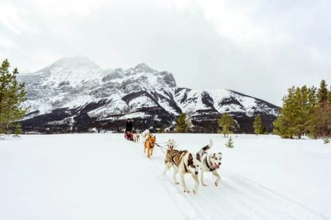 A dog sledding team pulls through the winter mountains.