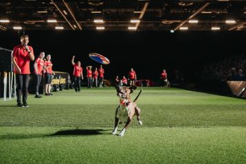 Dog doing tricks at the Calgary Stampede Dog Bowl event