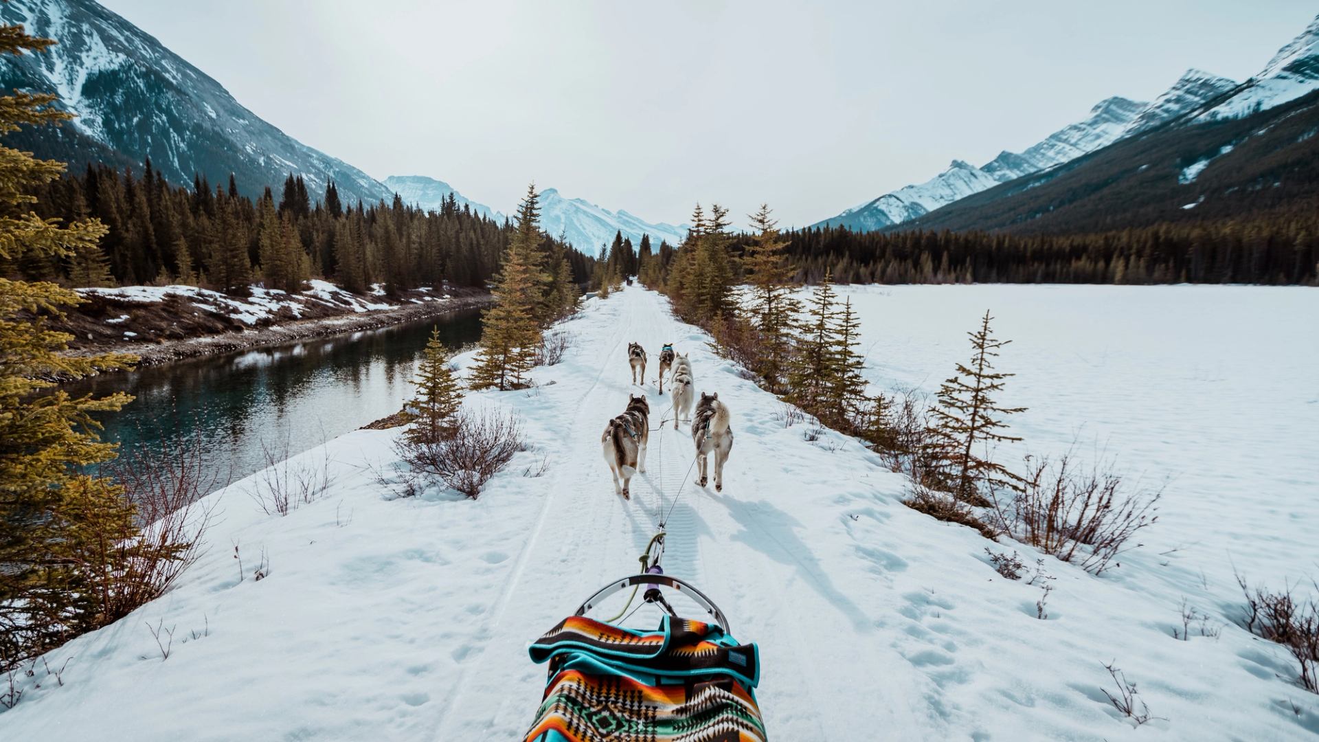 View from a sled a team of dogs is pulling on a snow covered trail beside a river.