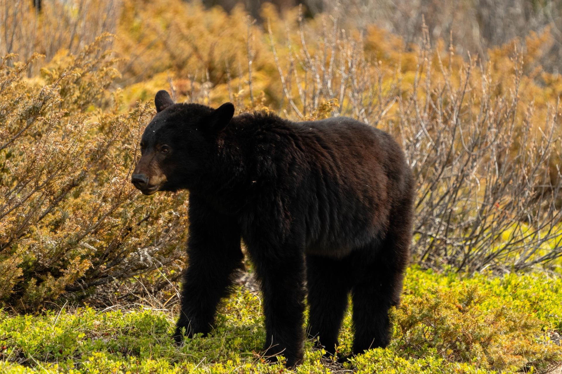 A black bear stands among golden-yellow foliage