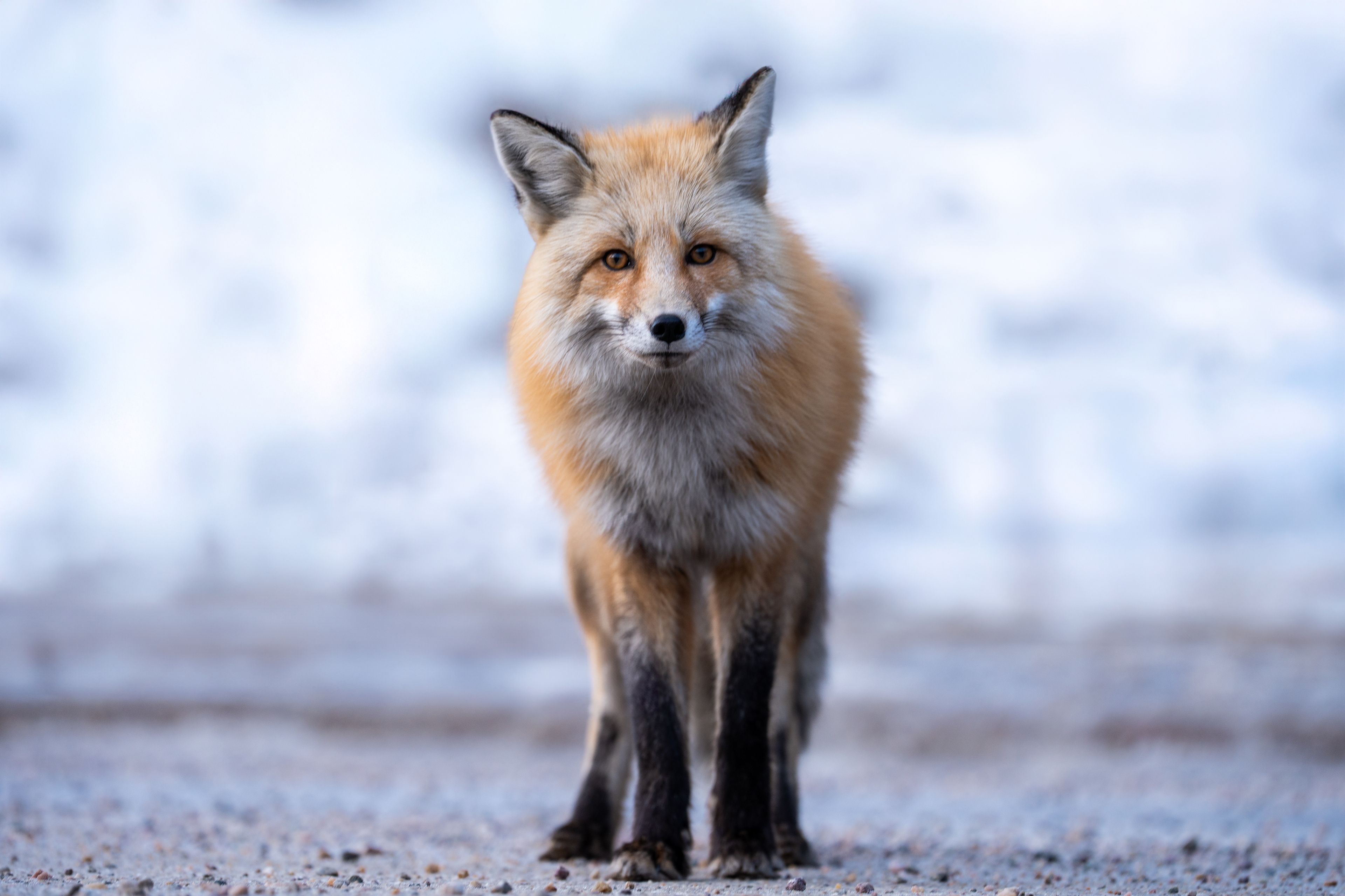 Fox on road spotted while on the Sundog Tour Wildlife viewing bus trip