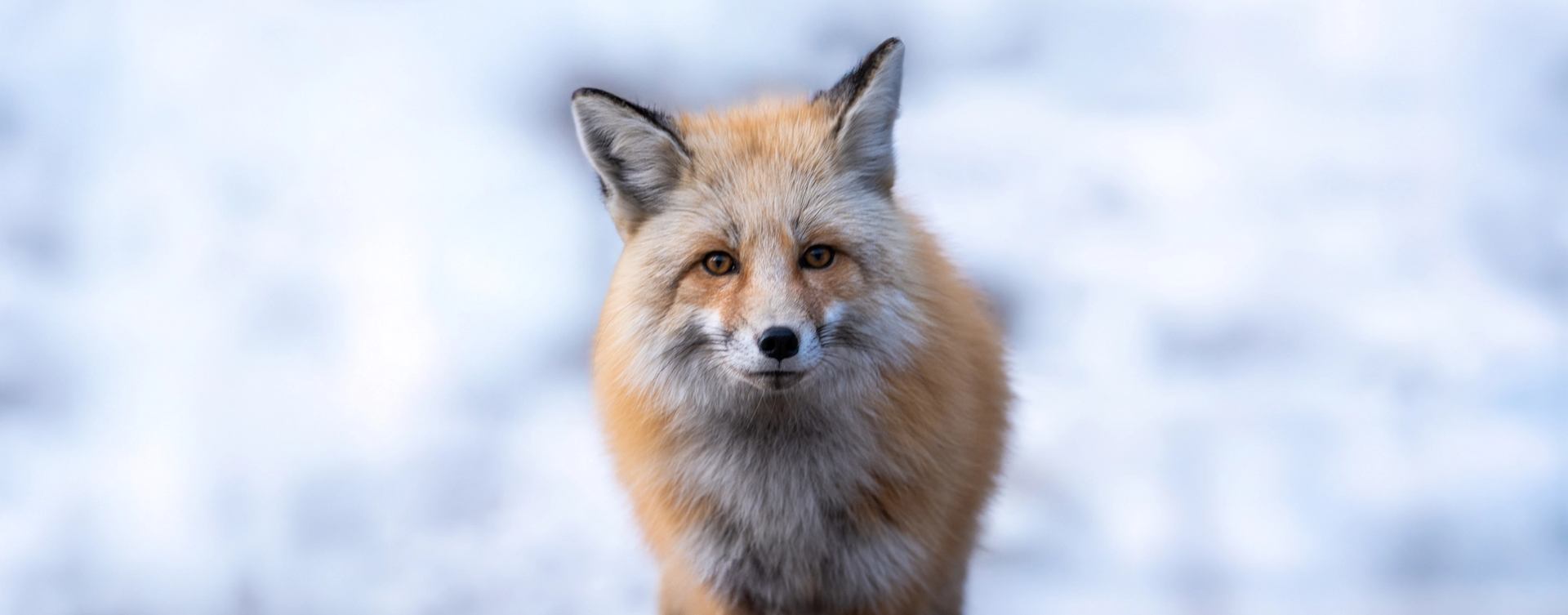 Fox on road spotted while on the Sundog Tour Wildlife viewing bus trip