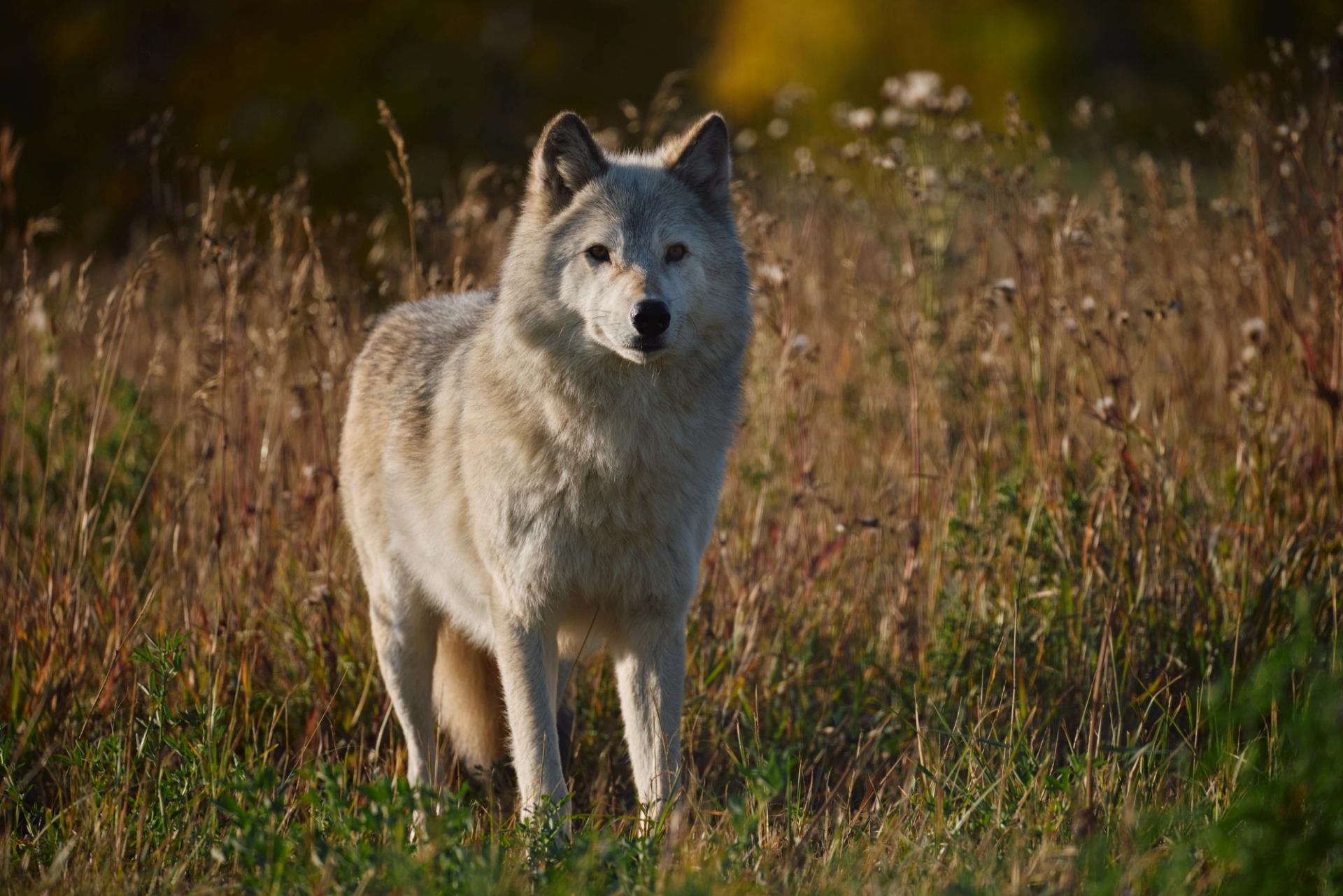 A wolfdog standing in a field inside an enclosure at Yamnuska Wolfdog Sanctuary.