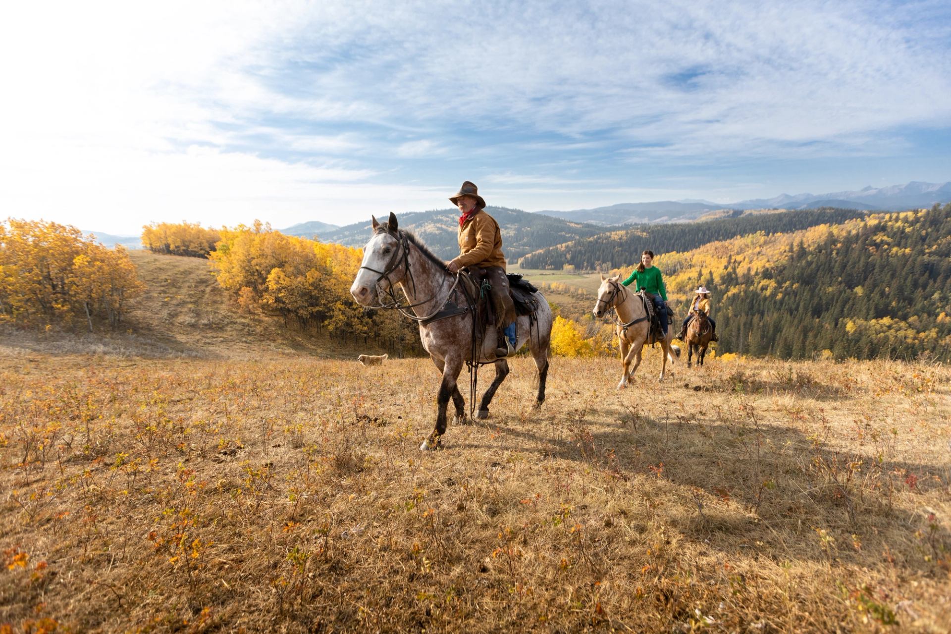 Three people on horseback, riding up a hill in Diamond Valley with fall colours all around.