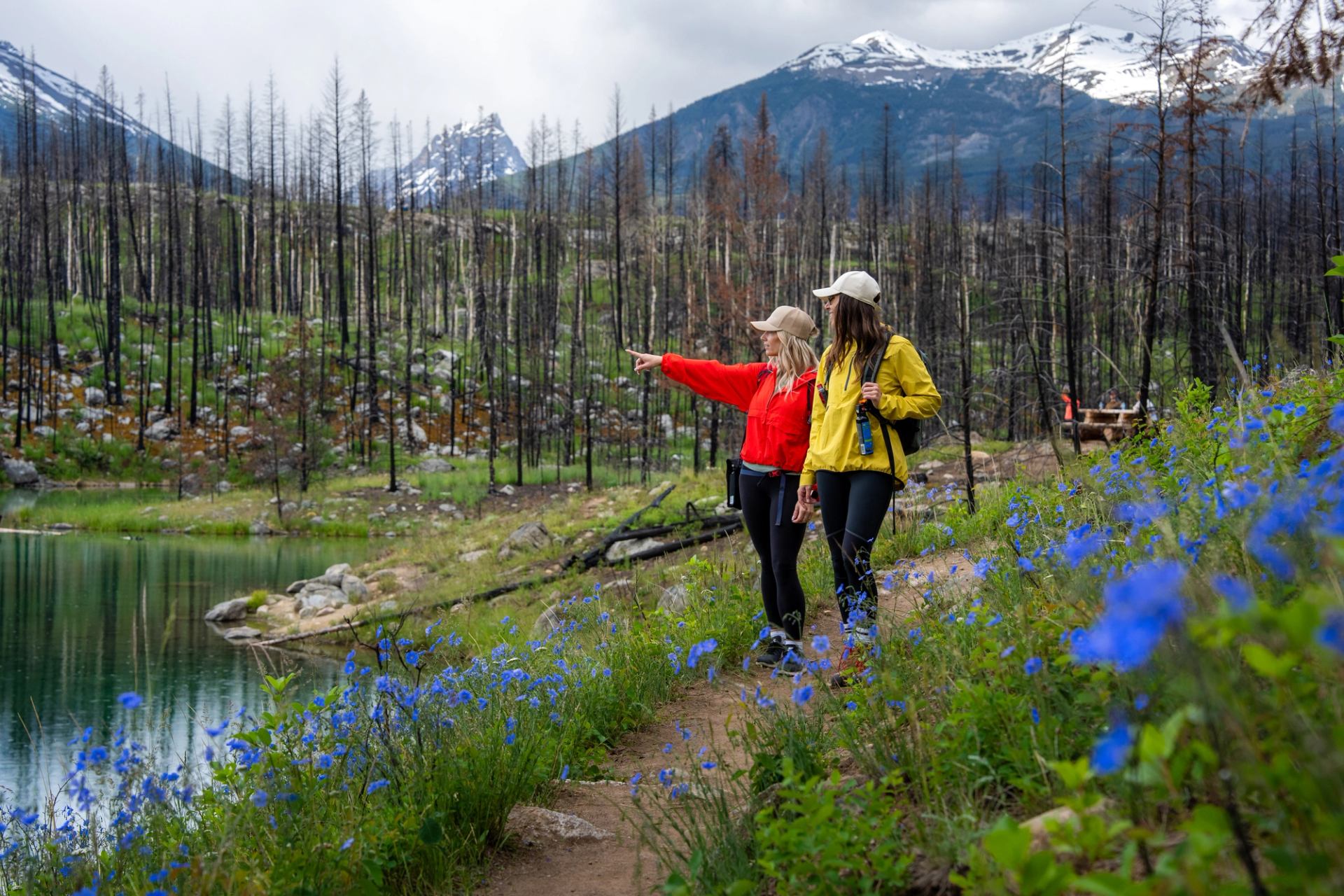 Hikers walk past blue alpine wildflowers at a lake edge with a regenerating post-wildfire forest behind them.