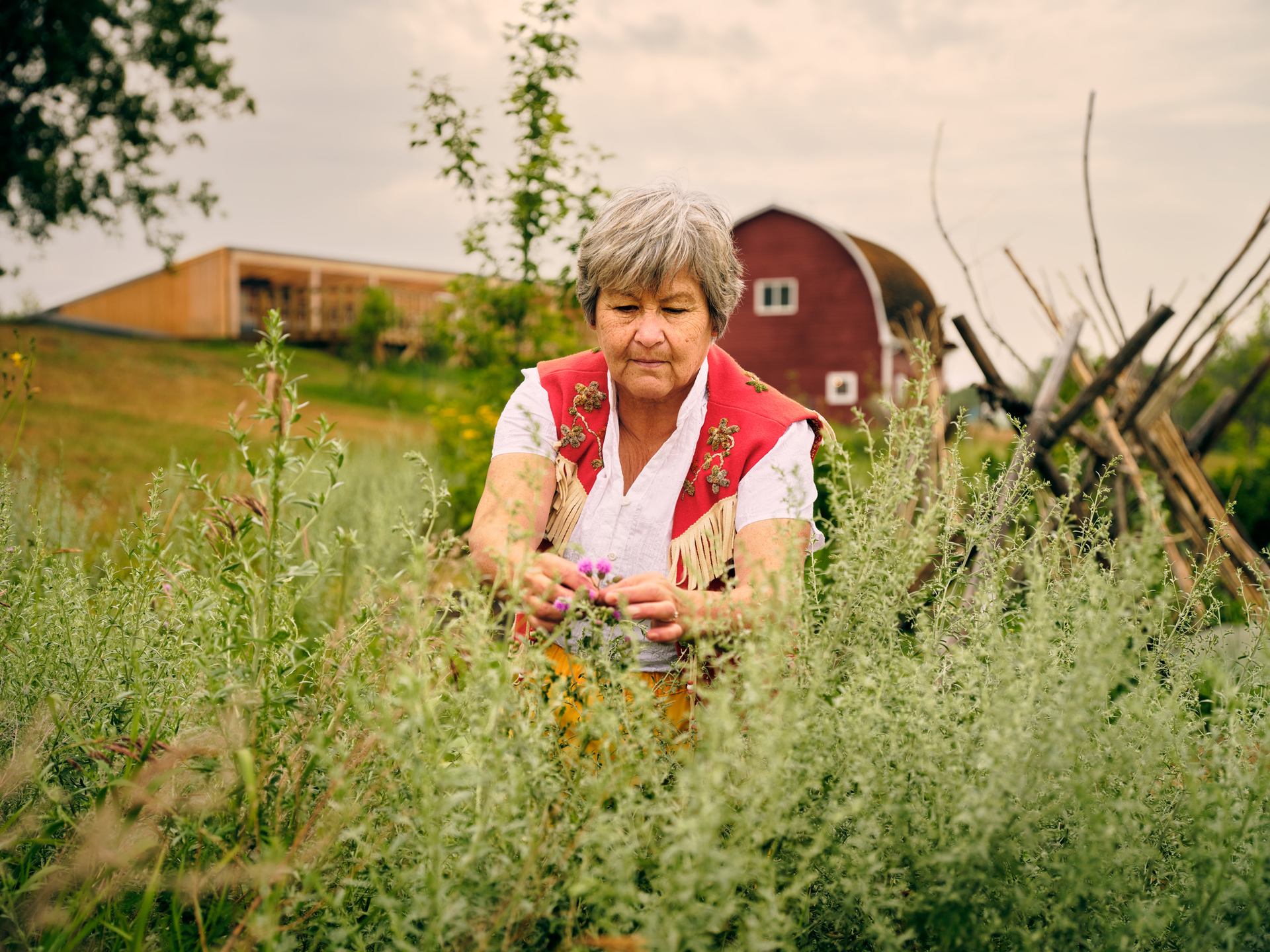 Indigenous woman picks flowers for wellness program at Metis crossing.