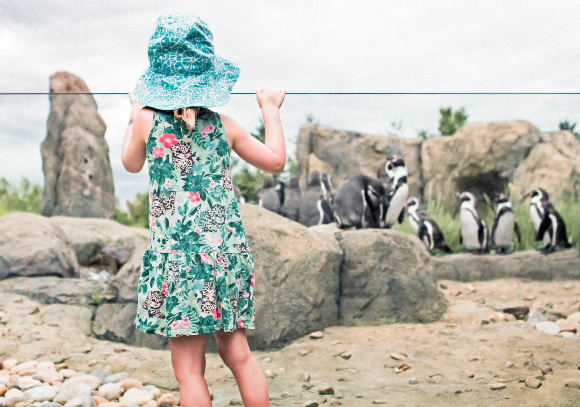 A young girl looks at penguins at the Wilder Institute/Calgary Zoo