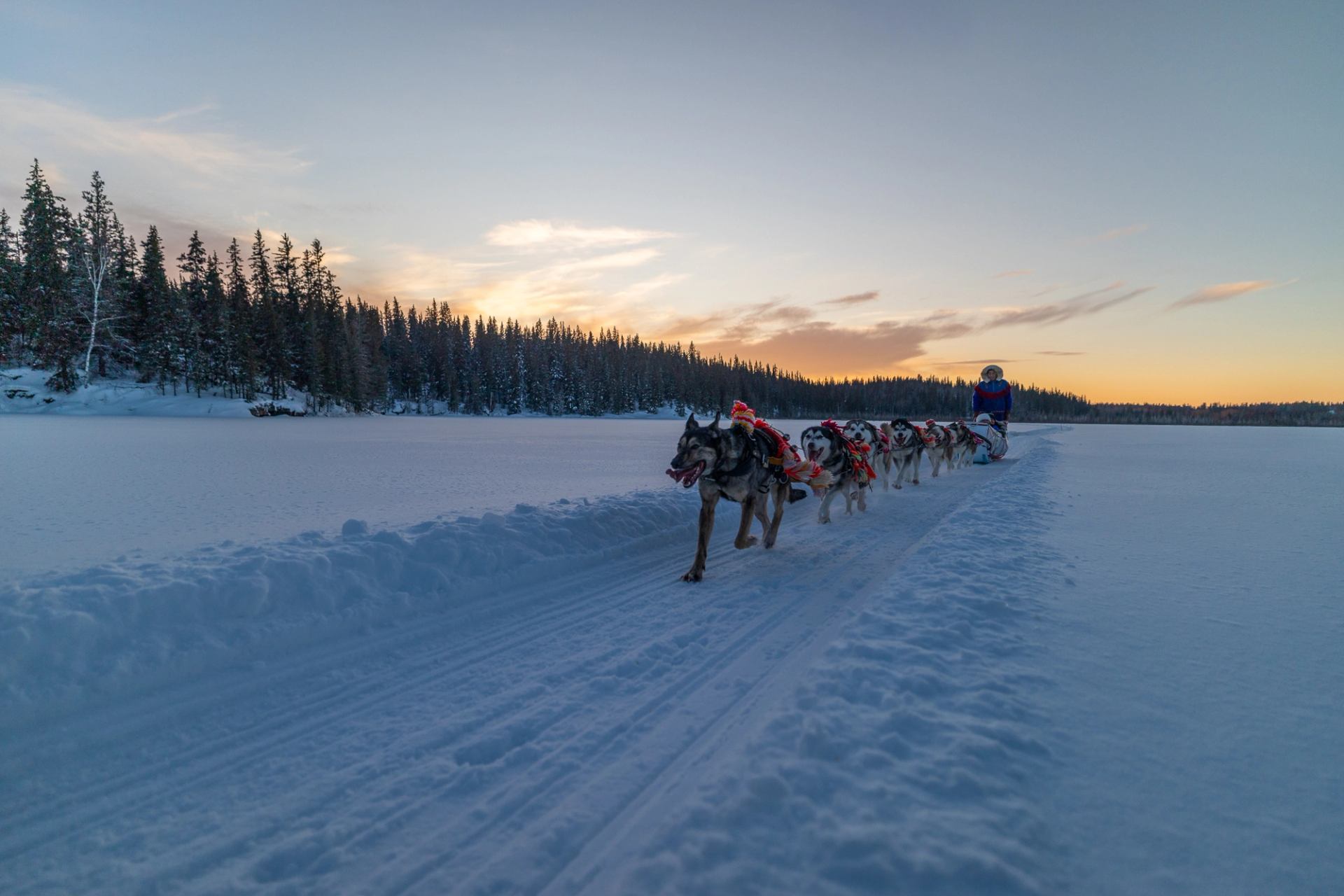 A group enjoy a dog sled ride at sunrise at Vista Ridge in Fort McMurray