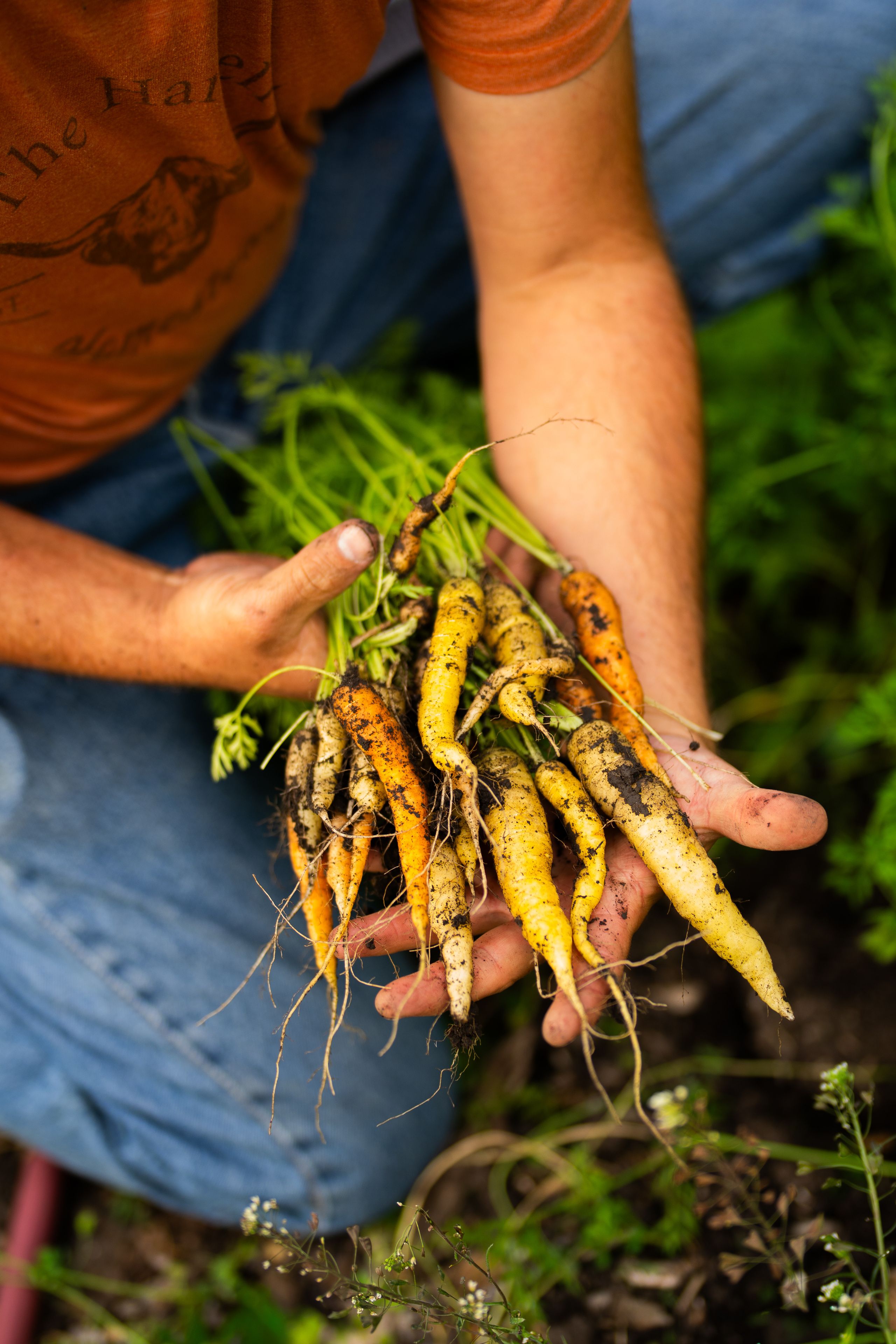 A closeup of vibrant carrots that were freshly pulled from the soil.