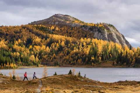 People hiking in Sunshine Meadows during larch season.