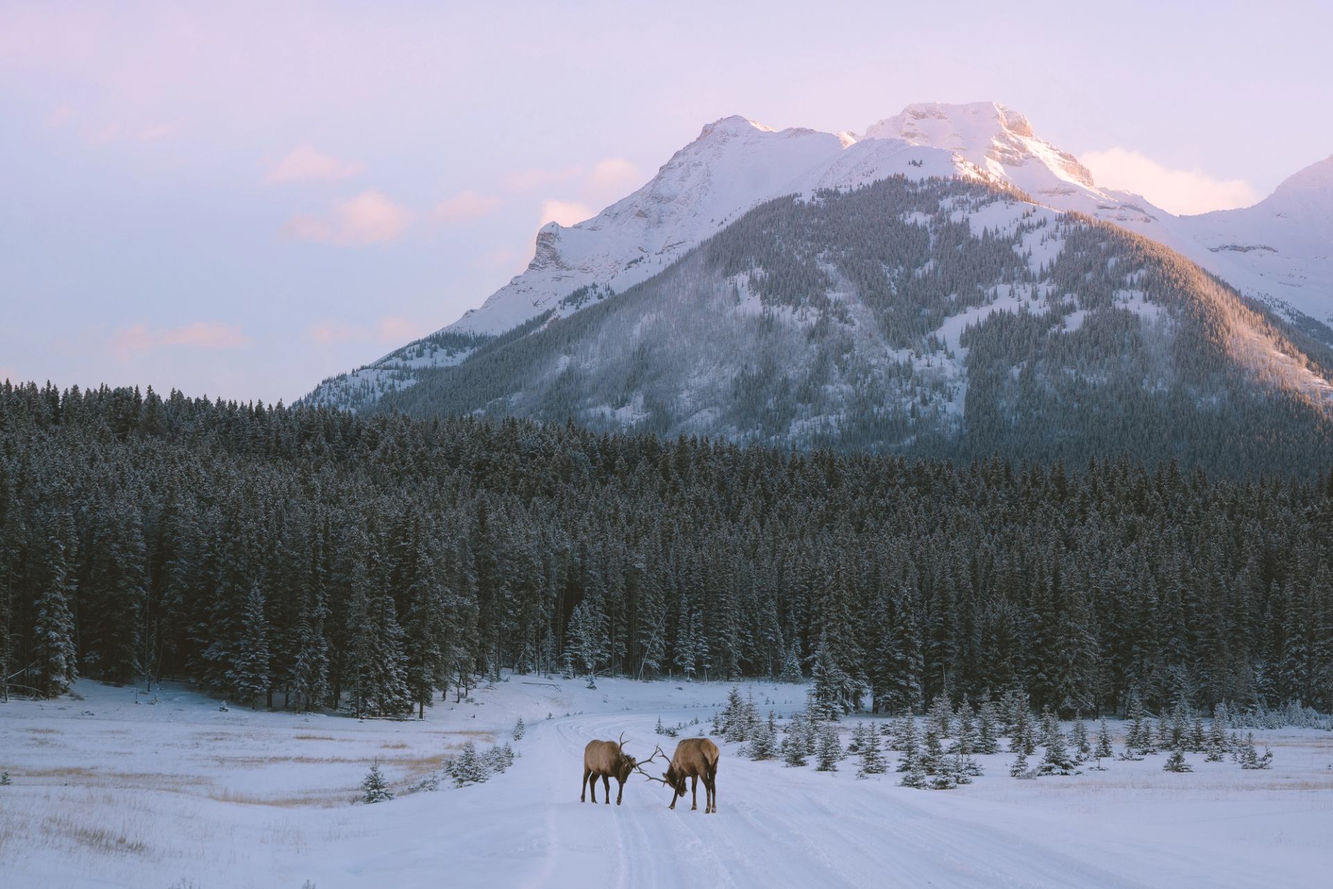 Elk on the road to Two Jack Lake in Banff