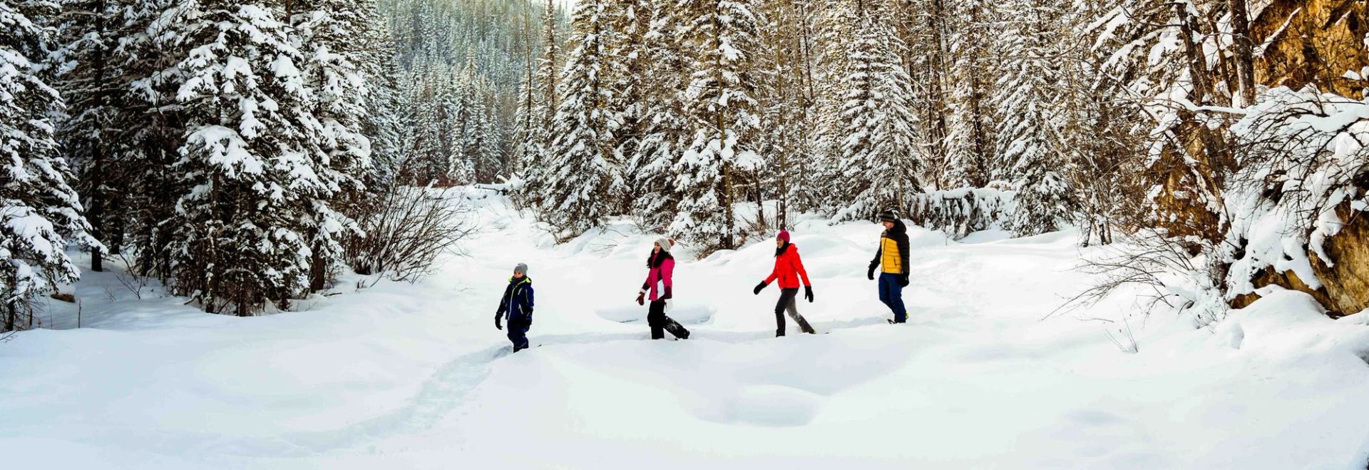 A group of four snowshoeing through a snow covered forest.