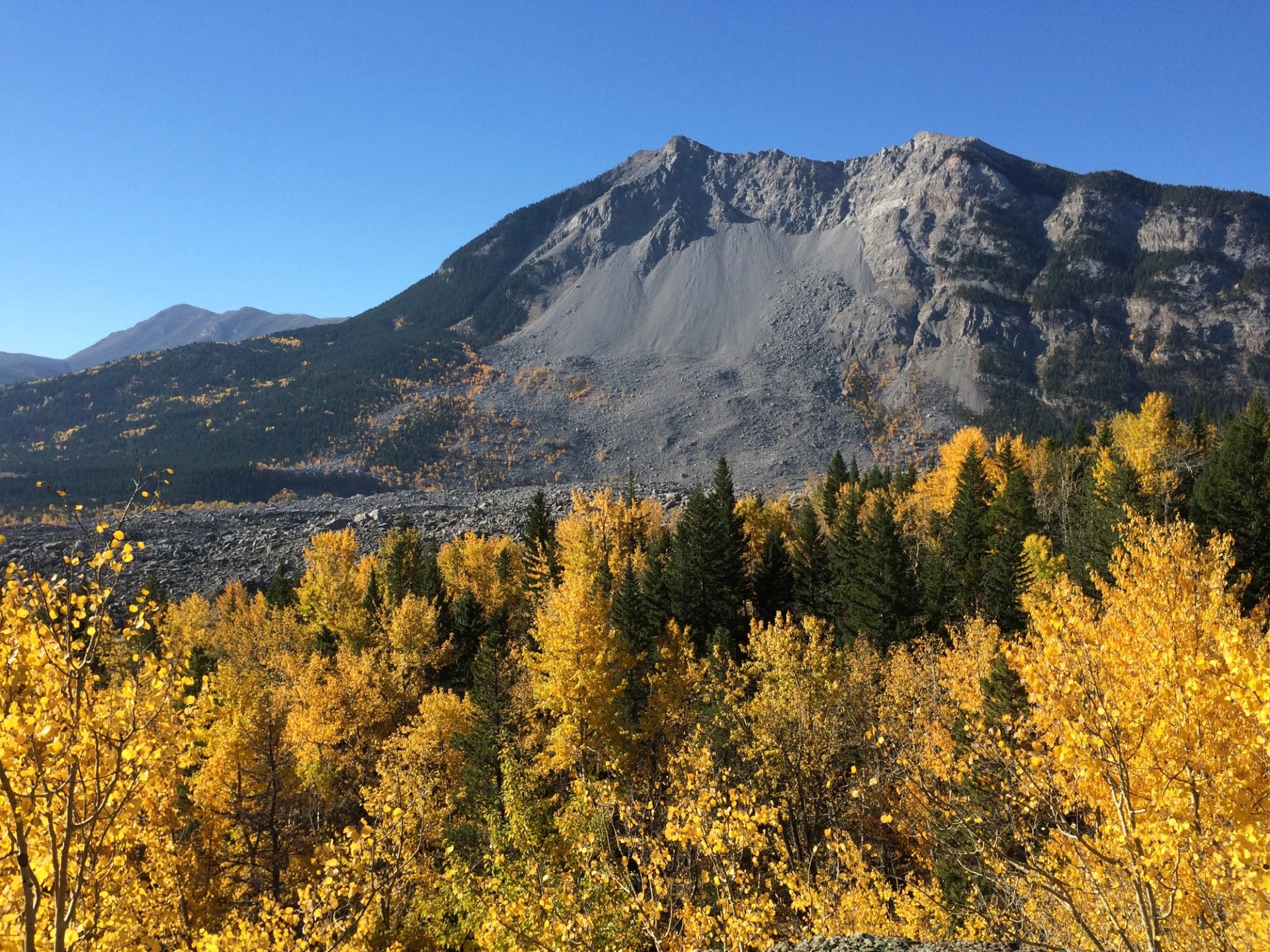 Yellow autumn trees stand in front of Turtle Mountain and Frank Slide in the Crowsnest Pass.
