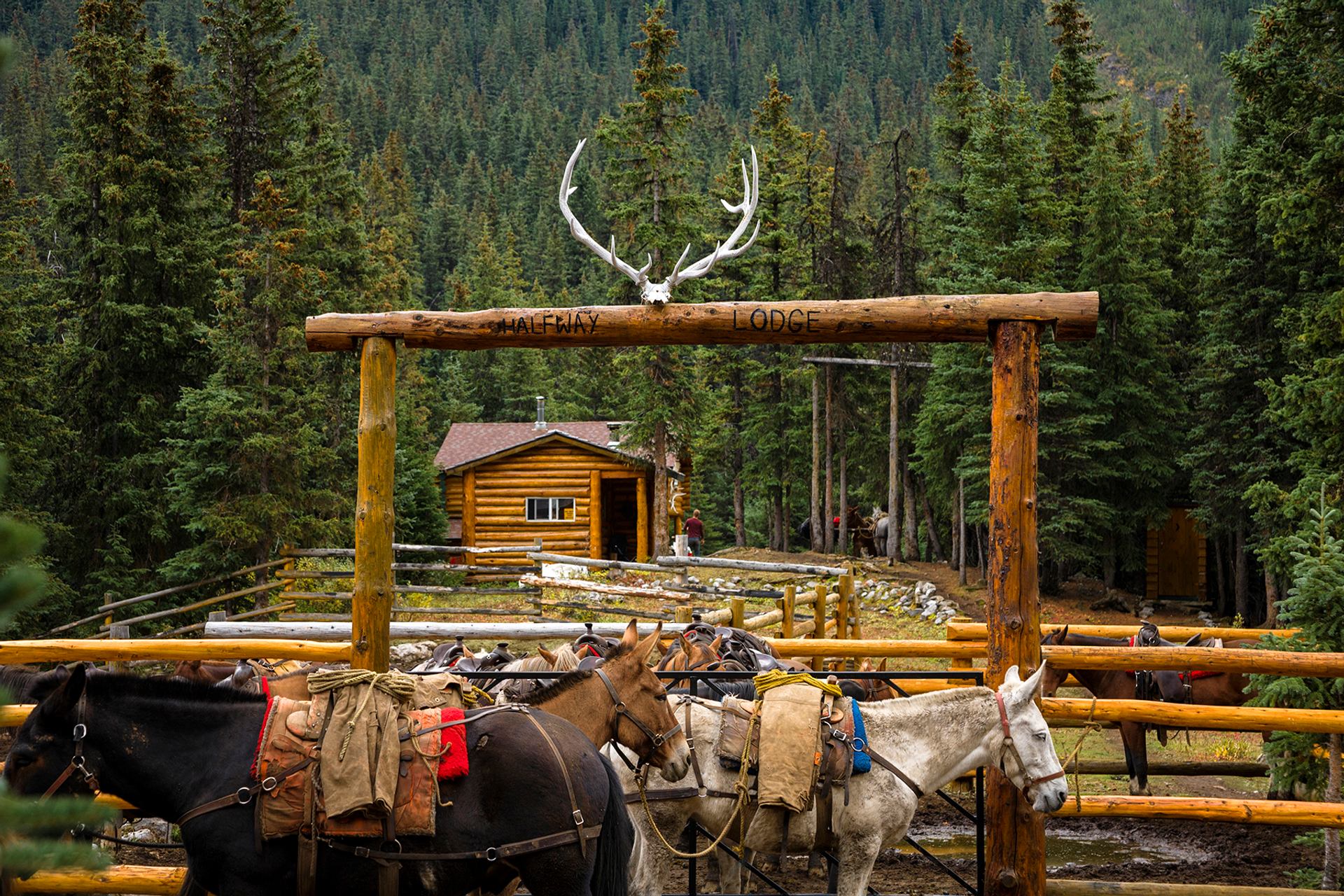 Horses stand in a corral near a log cabin at Sundance Lodge in Banff National Park in summertime, surrounded by evergreens.