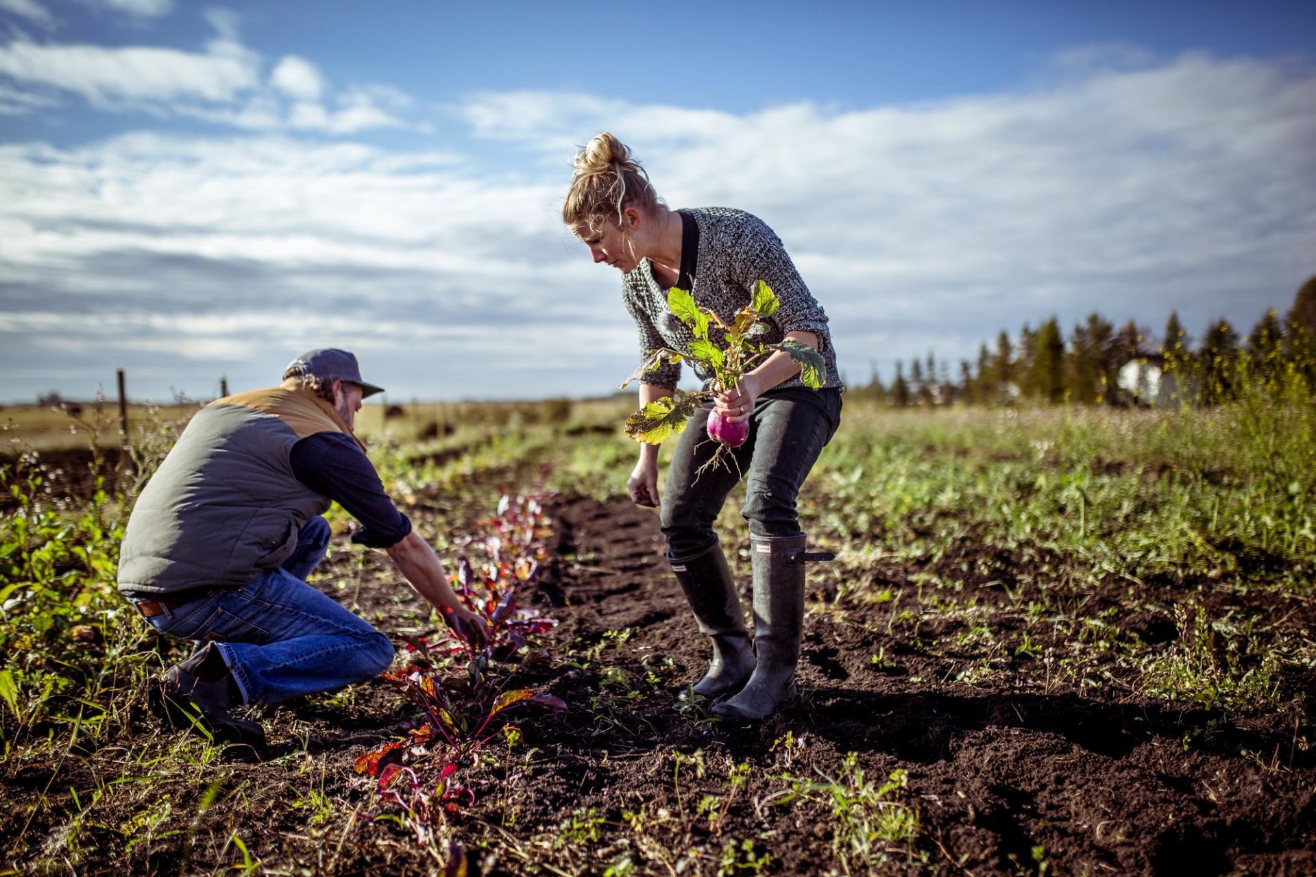 Couple pulling vegetables out of a garden on a farm on a sunny day