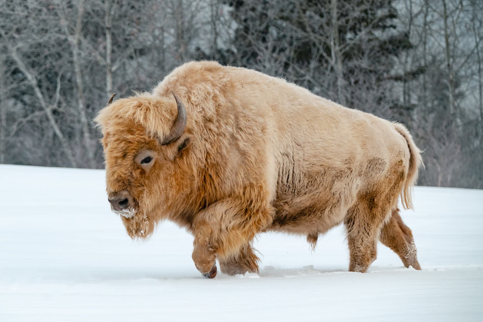 Rare white bison roam the grounds of Metis Crossing near Edmonton.