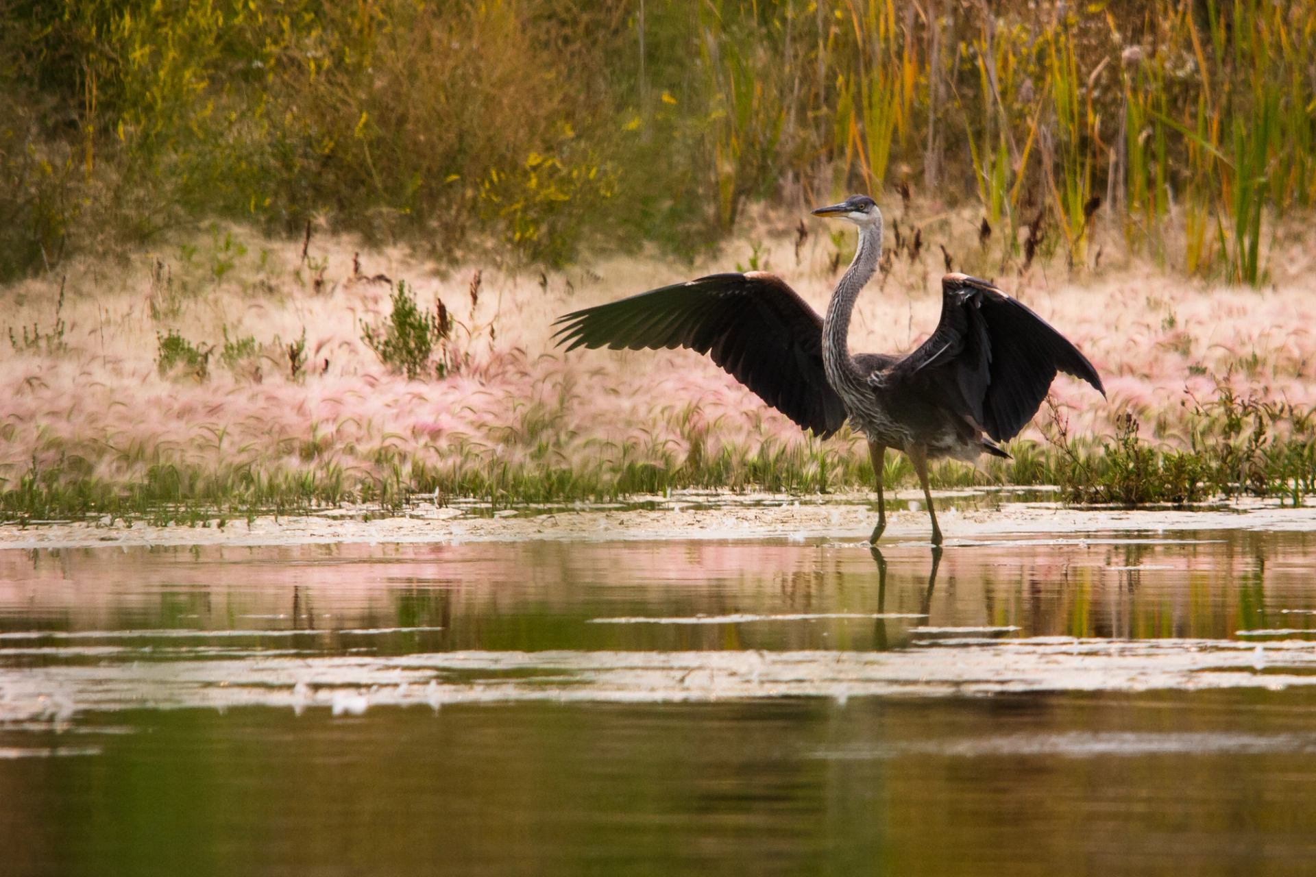 A heron stretches it's wings.