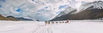 Dog sledding 