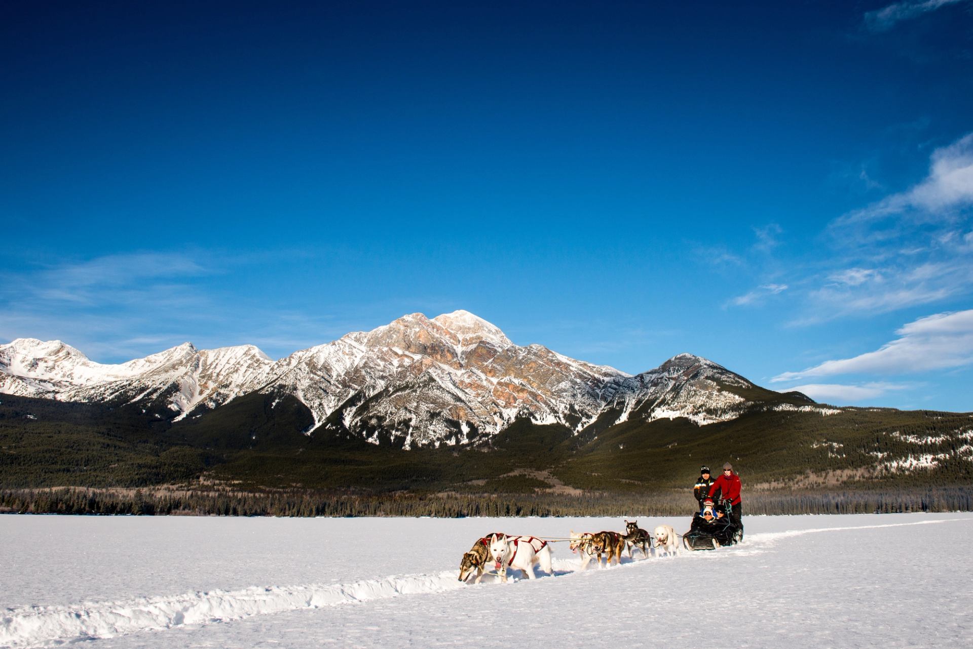 A family dog sledding on an open trail, mountains in the background, in Jasper National Park