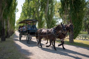 Horse drawn carriage pulling group of visitors down a gravel road with tress on both sides.