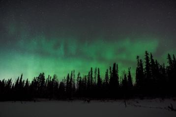 The northern lights shine over a forest of trees in Fort McMurray.