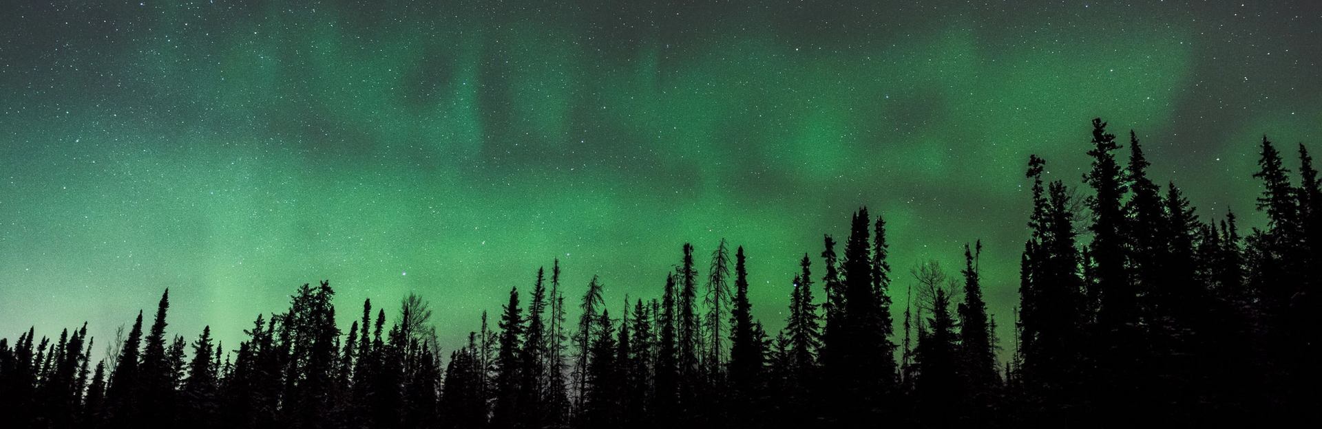 The northern lights shine over a forest of trees in Fort McMurray.