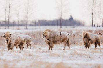 A heard of white bison