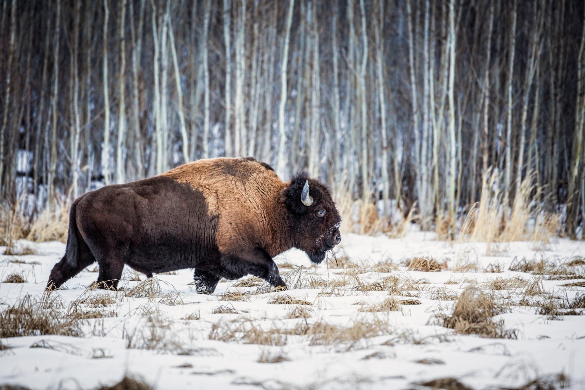 A bison walking through a snowy clearing in the forest in Elk Island National Park.