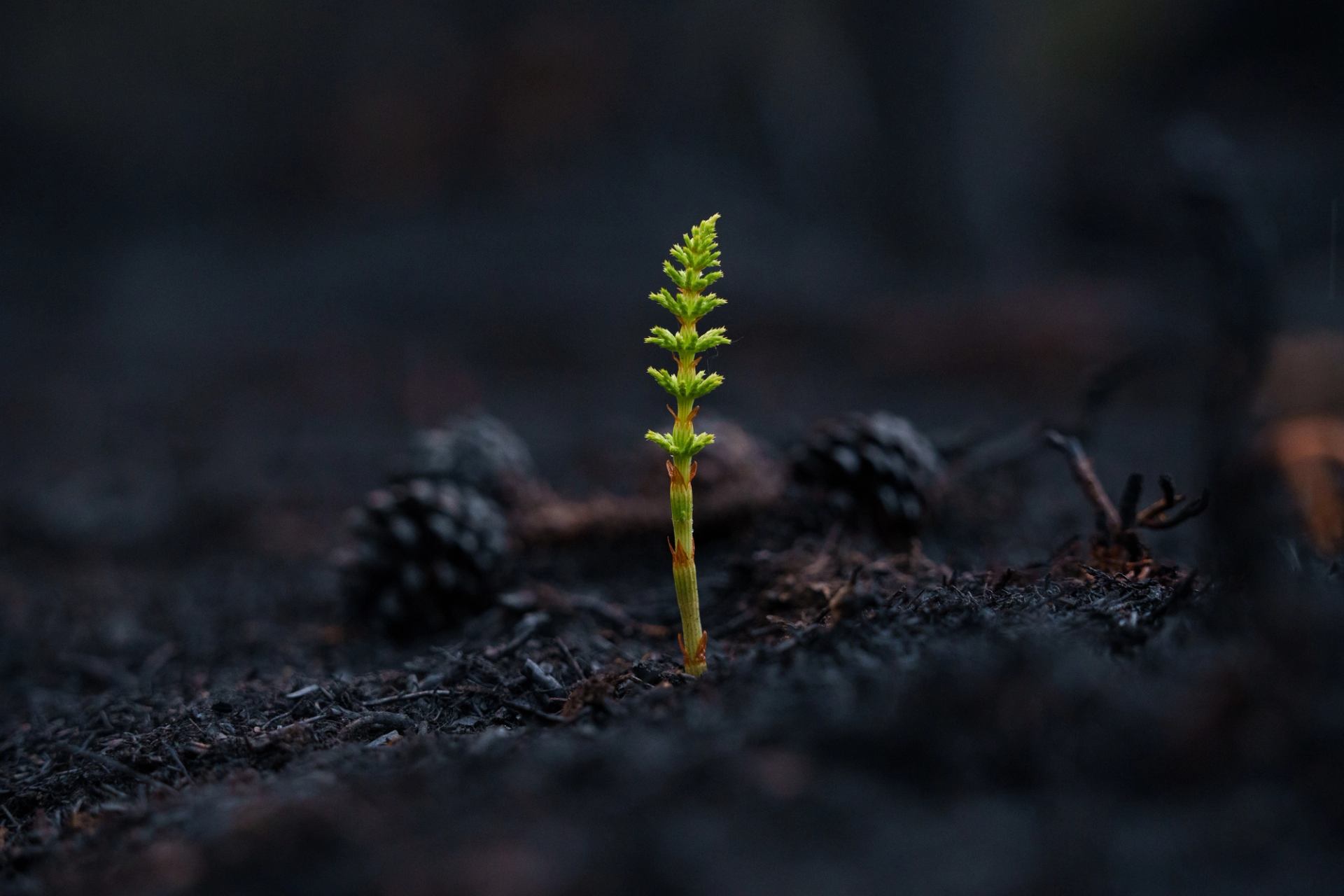 A young plant sprouts out of dark soil on the forest floor post-wildfire.