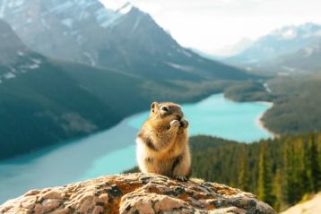 Squirrel on a rocky cliff above Peyto Lake near the Icefields Parkway in Banff National Park.