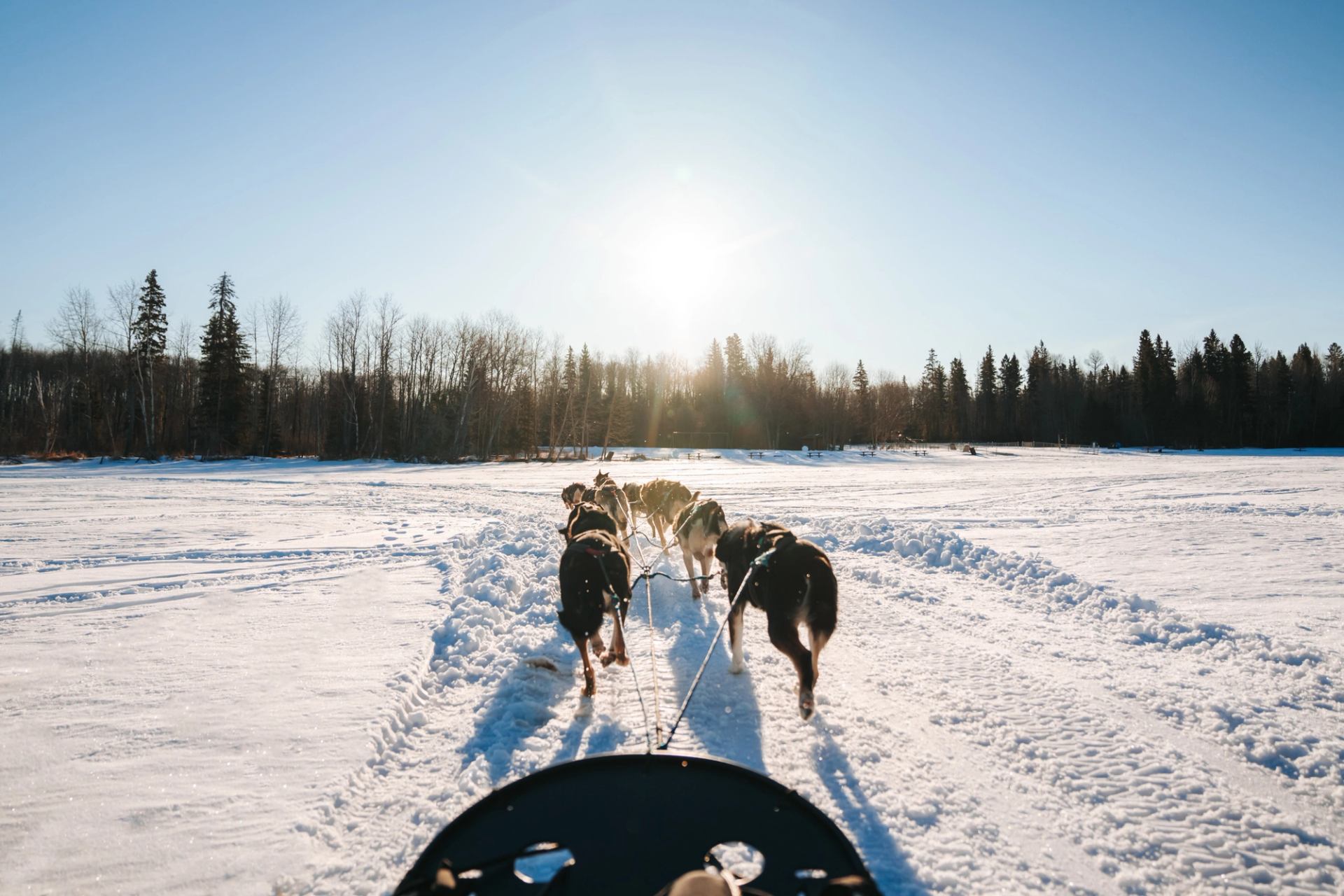 Dog sledding in a winter field near Fort McMurray.