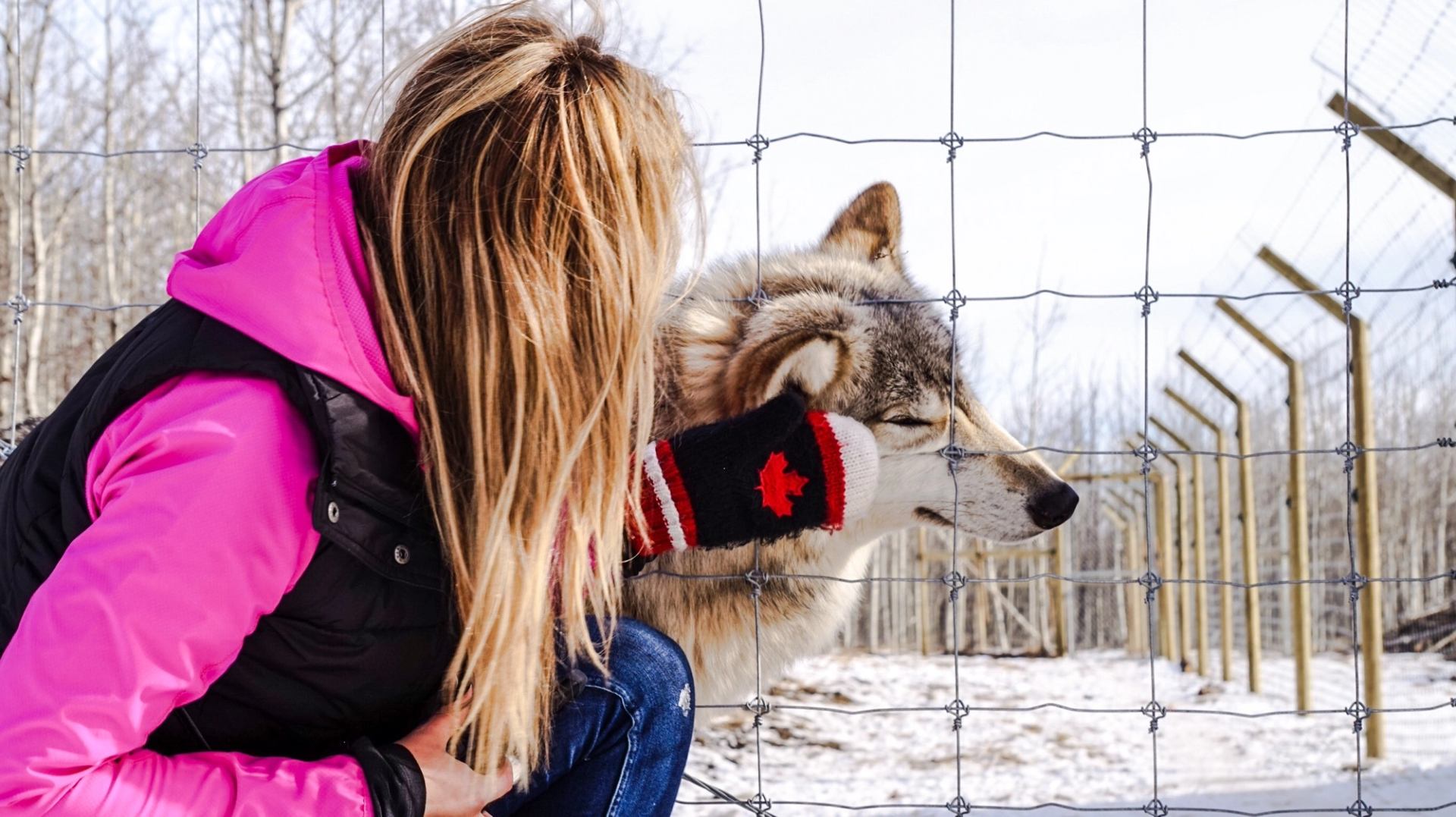 A woman pets a wolfdog through an enclosure fence at the Yamnuska Wolfdog Sanctuary.