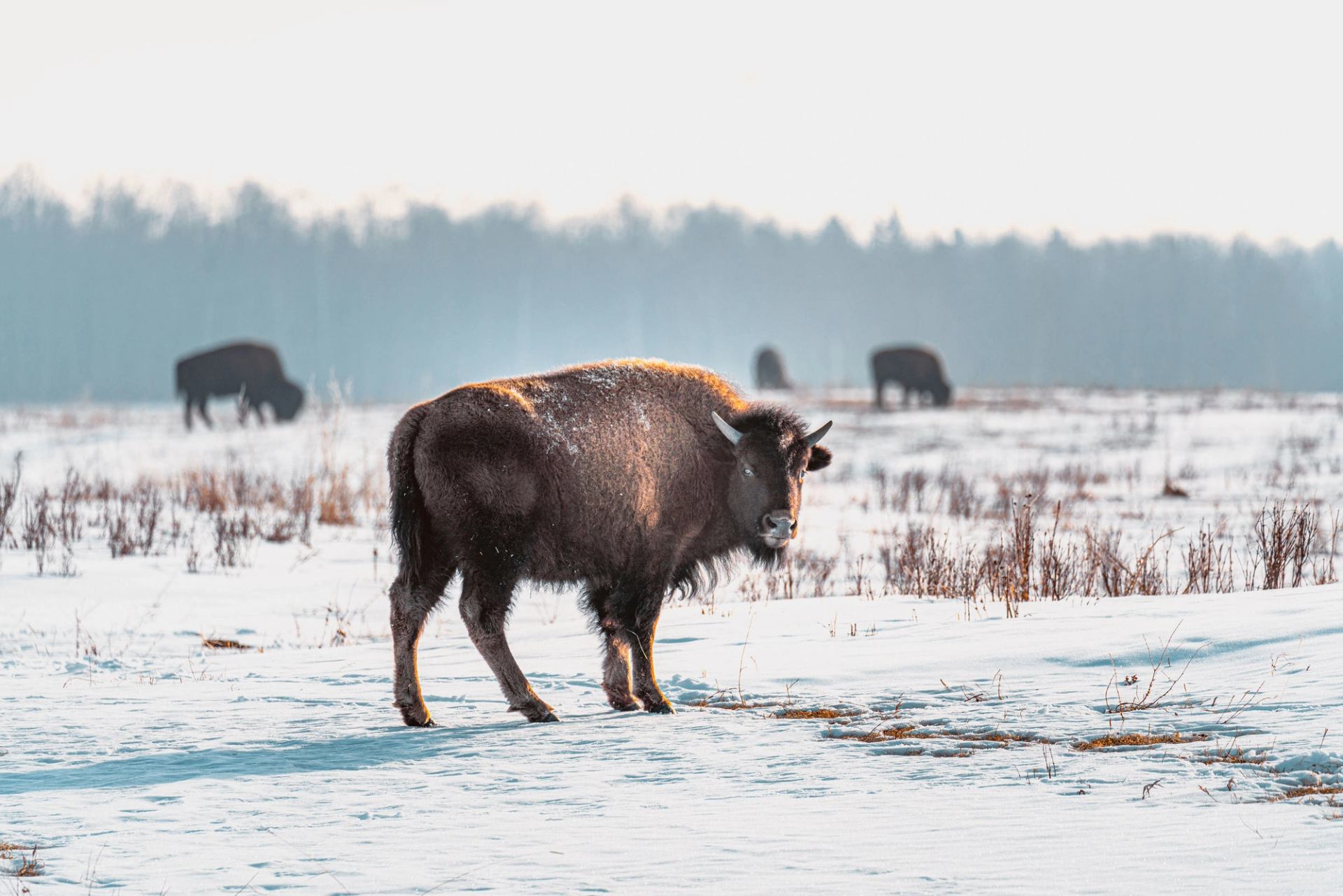 Bison foraging through the snow at Elk Island National Park.