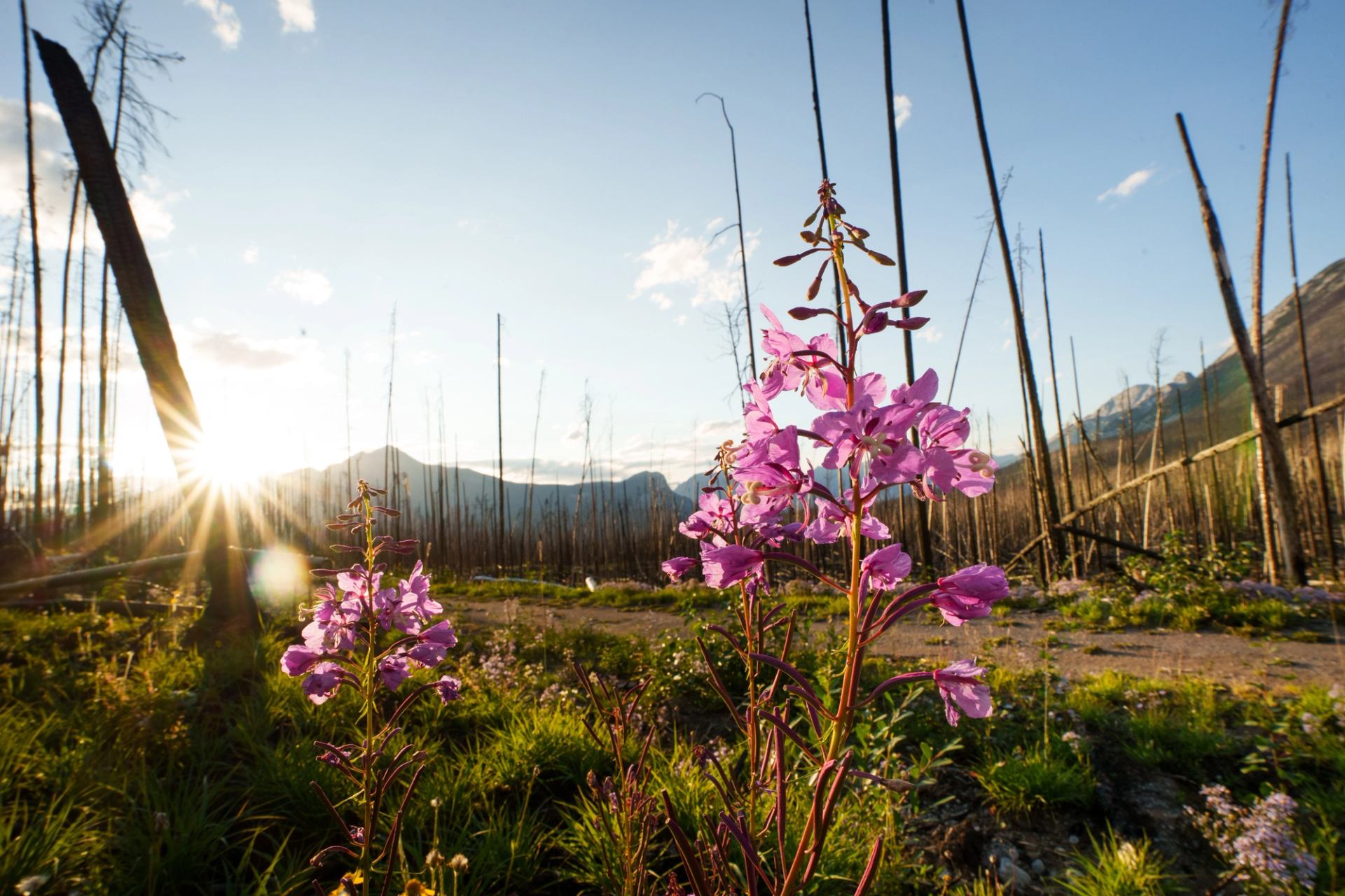 A closeup of fireweed blossoming with burned out trees in the background.